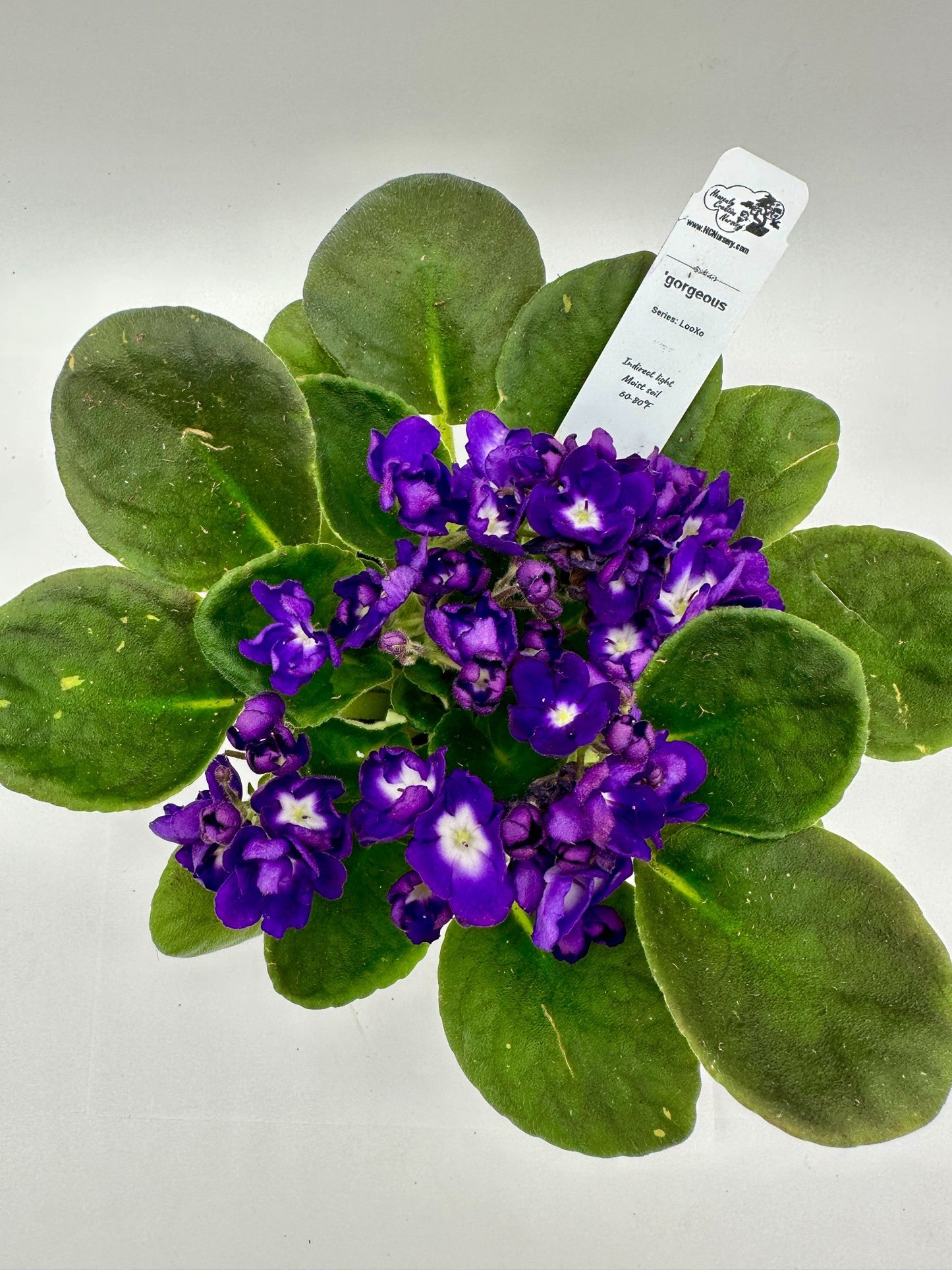 gorgeous - Live African Violet 4" - Series: LooXo