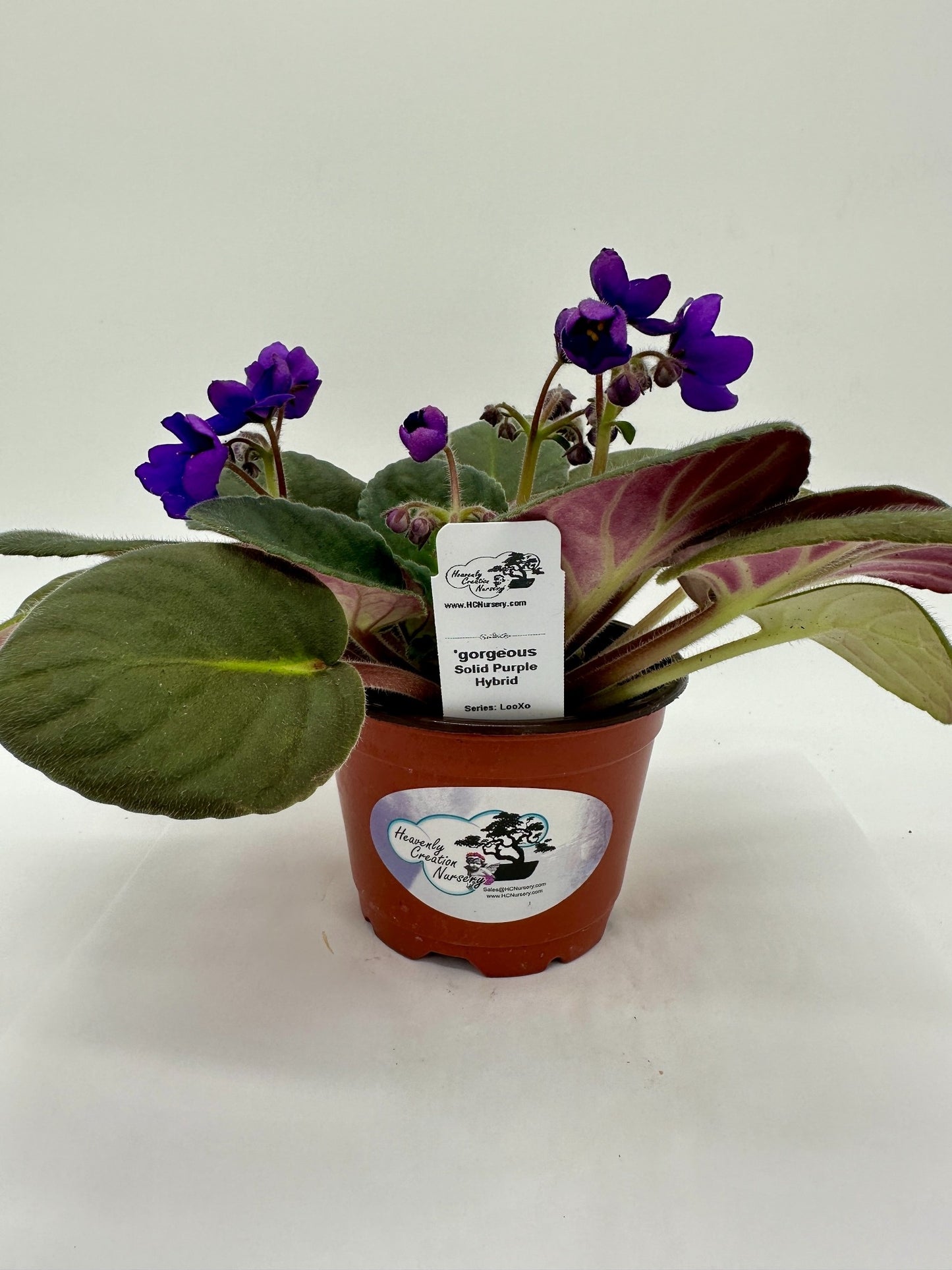 gorgeous - Solid Purple Hybrid - Live African Violet 4" - Series: LooXo