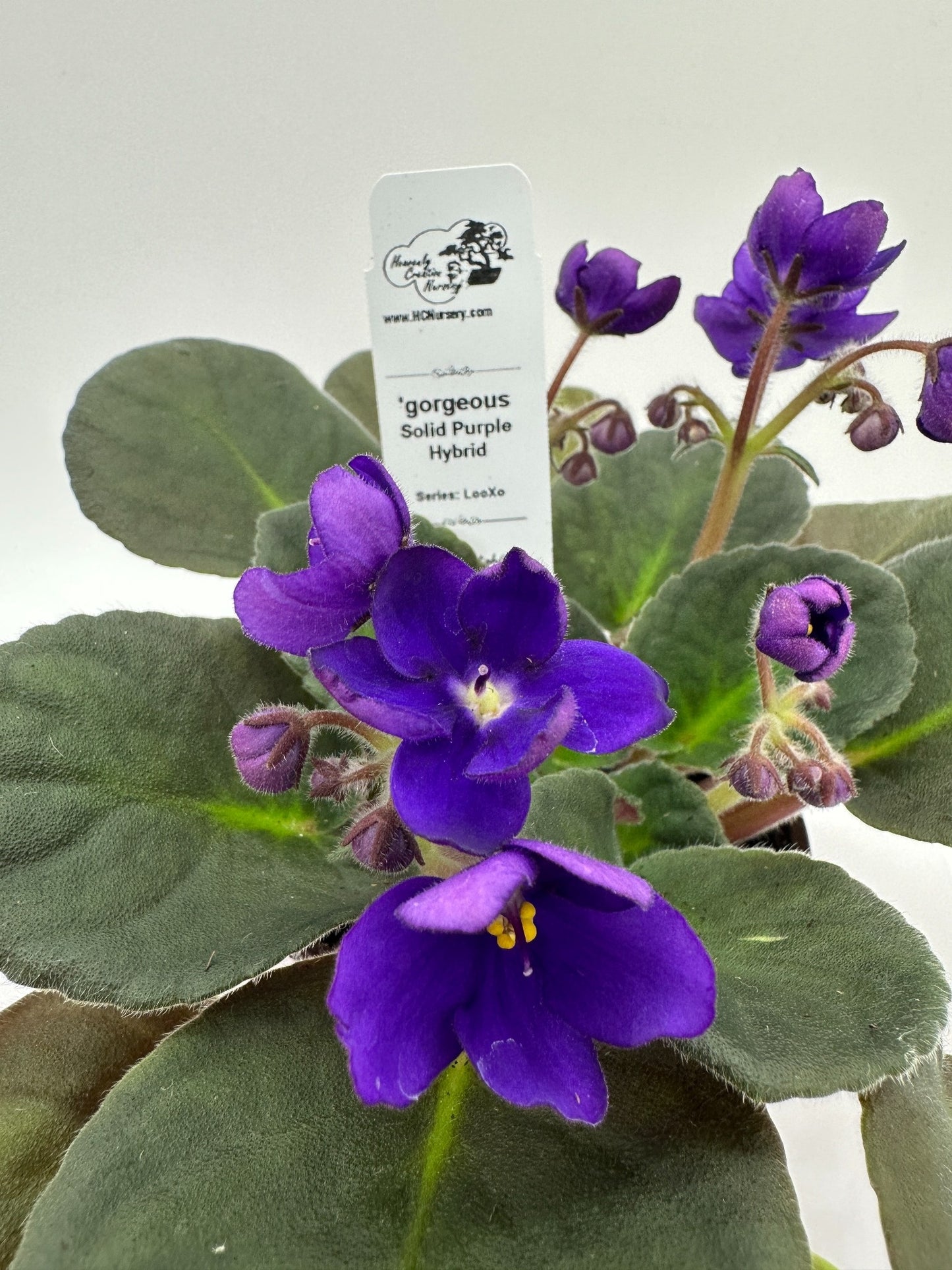 gorgeous - Solid Purple Hybrid - Live African Violet 4" - Series: LooXo