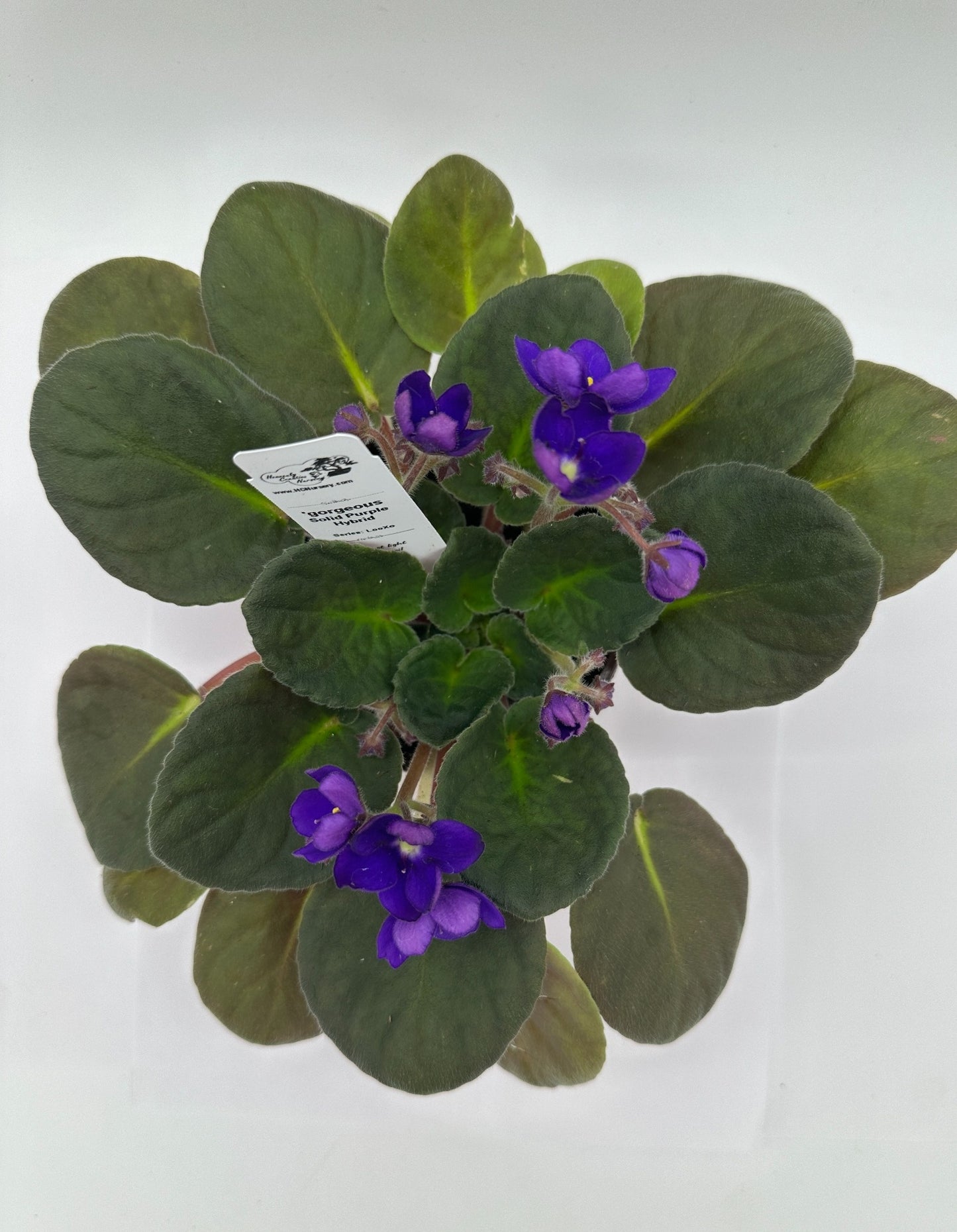 gorgeous - Solid Purple Hybrid - Live African Violet 4" - Series: LooXo