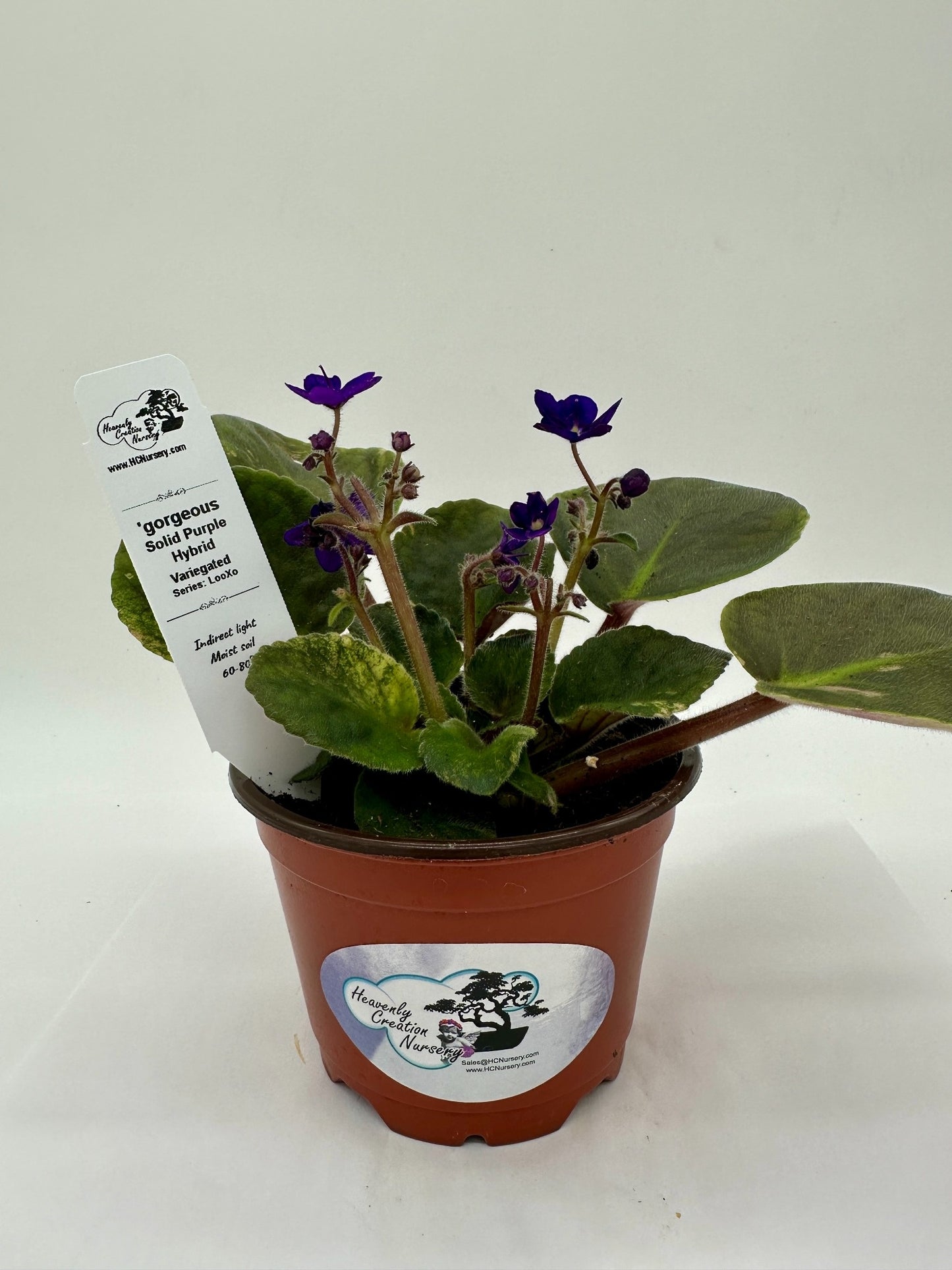 gorgeous - Solid Purple Hybrid - Variegated - Live African Violet 4" - Series: LooXo