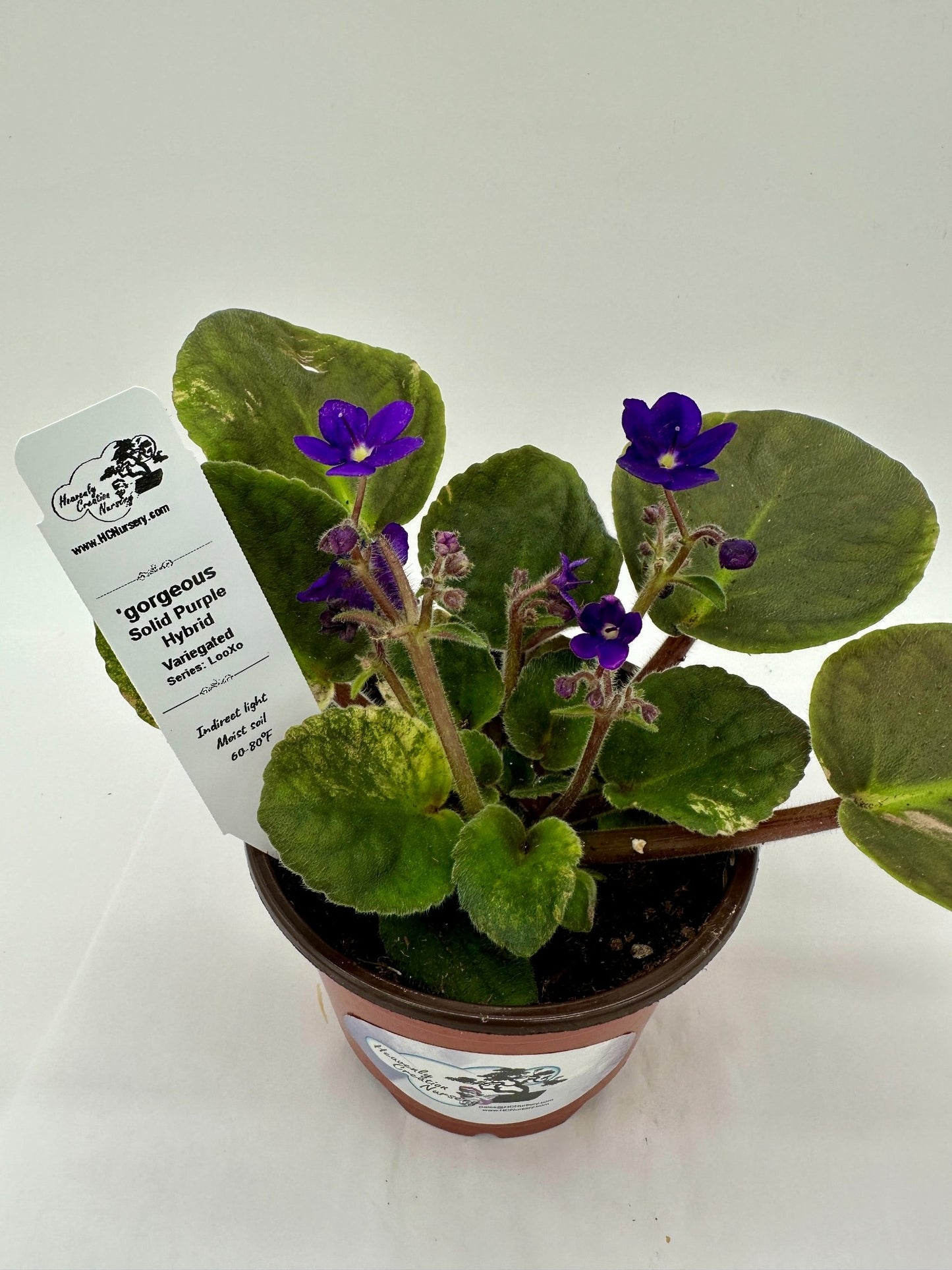 gorgeous - Solid Purple Hybrid - Variegated - Live African Violet 4" - Series: LooXo
