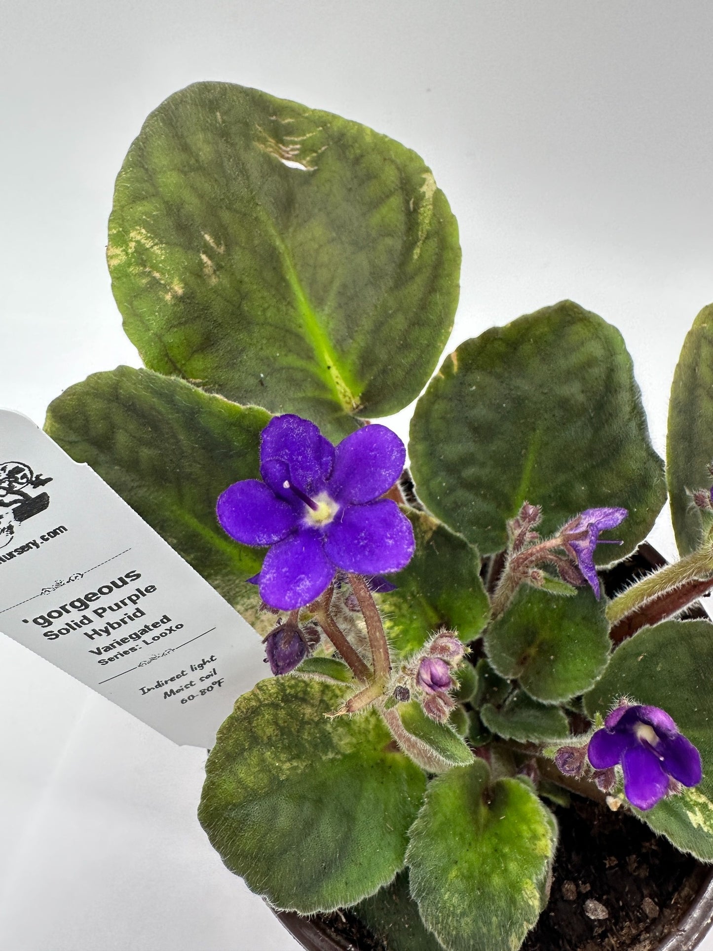 gorgeous - Solid Purple Hybrid - Variegated - Live African Violet 4" - Series: LooXo