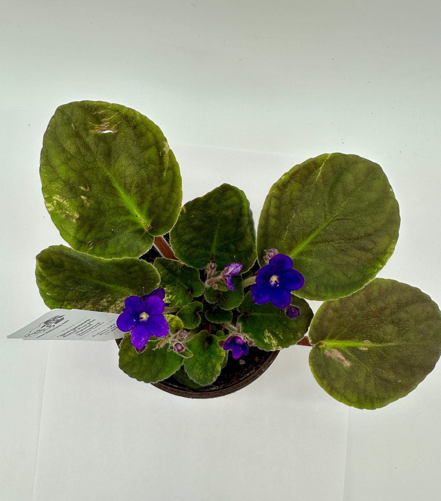 gorgeous - Solid Purple Hybrid - Variegated - Live African Violet 4" - Series: LooXo