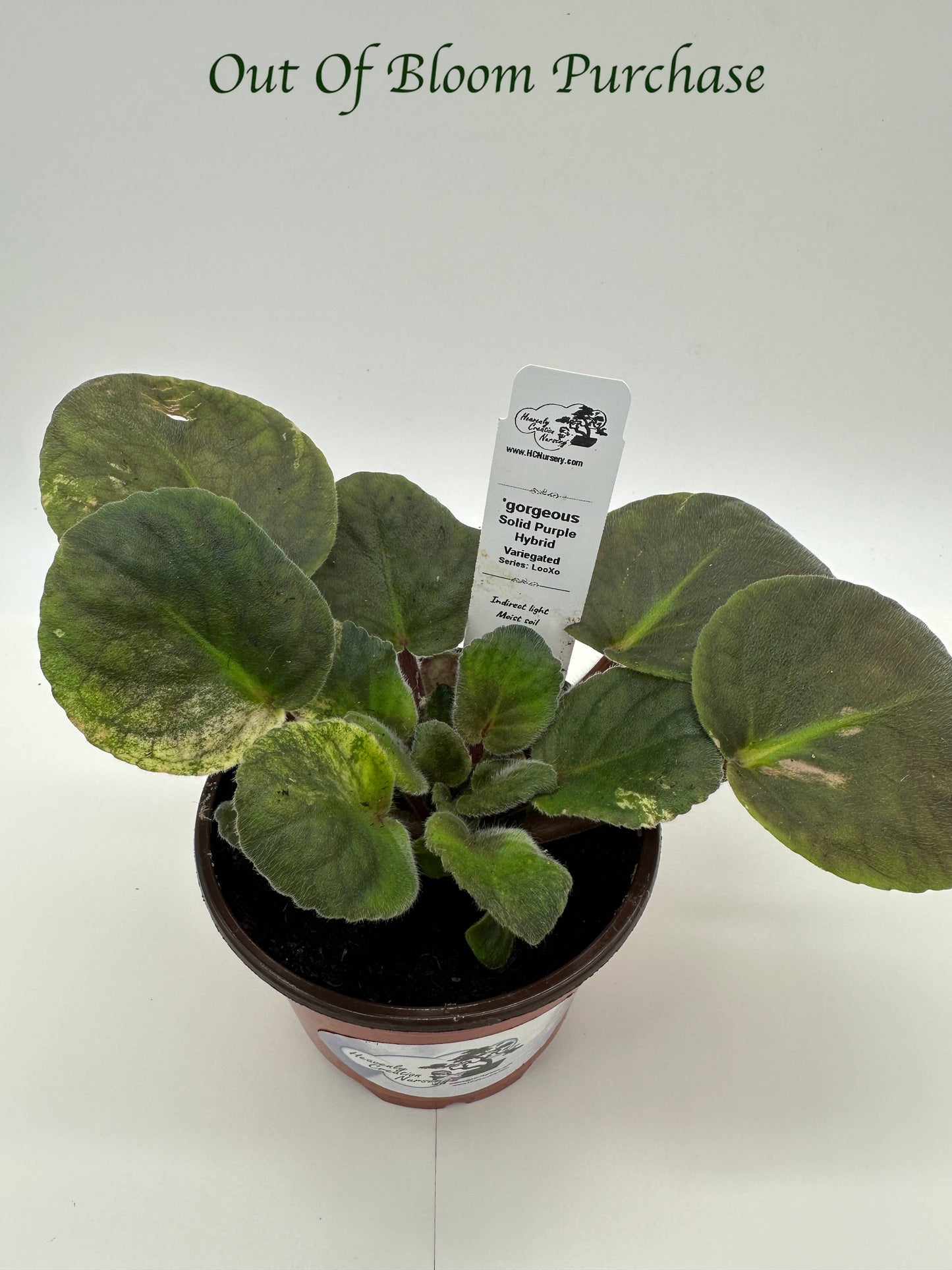 gorgeous - Solid Purple Hybrid - Variegated - Live African Violet 4" - Series: LooXo