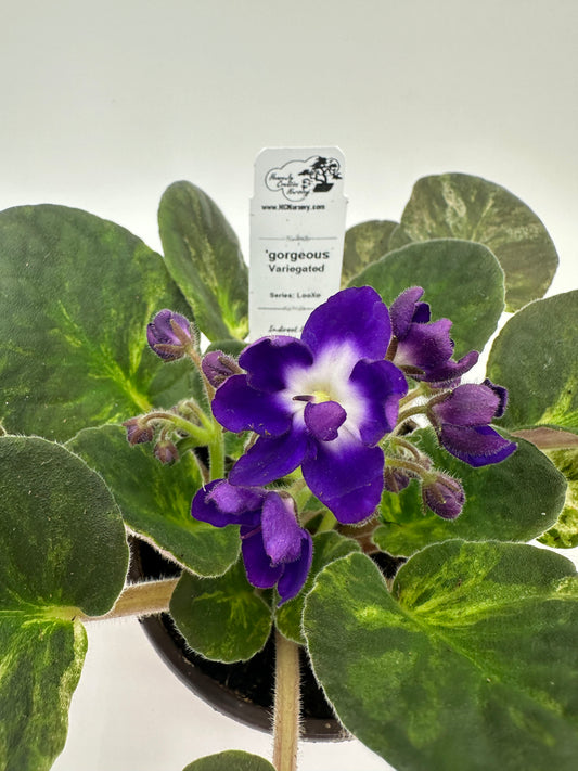 gorgeous - Variegated (Rare) - Live African Violet 4" - Series: LooXo