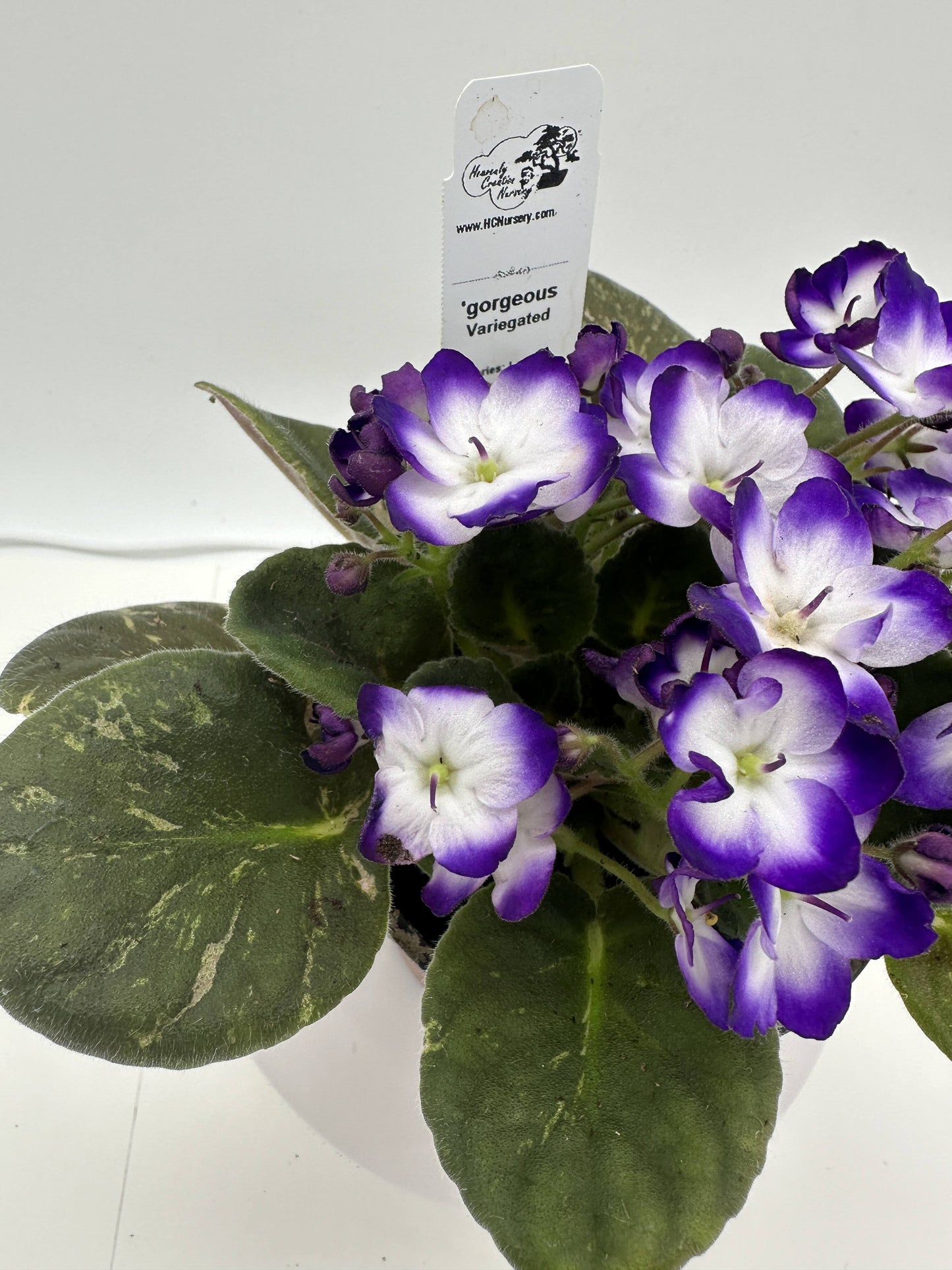 gorgeous - Variegated (Rare) - Live African Violet 4" - Series: LooXo