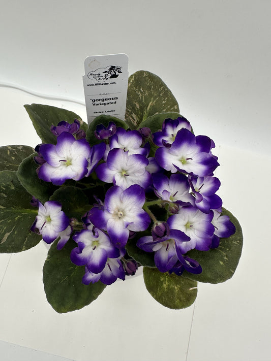 gorgeous - Variegated (Rare) - Live African Violet 4" - Series: LooXo