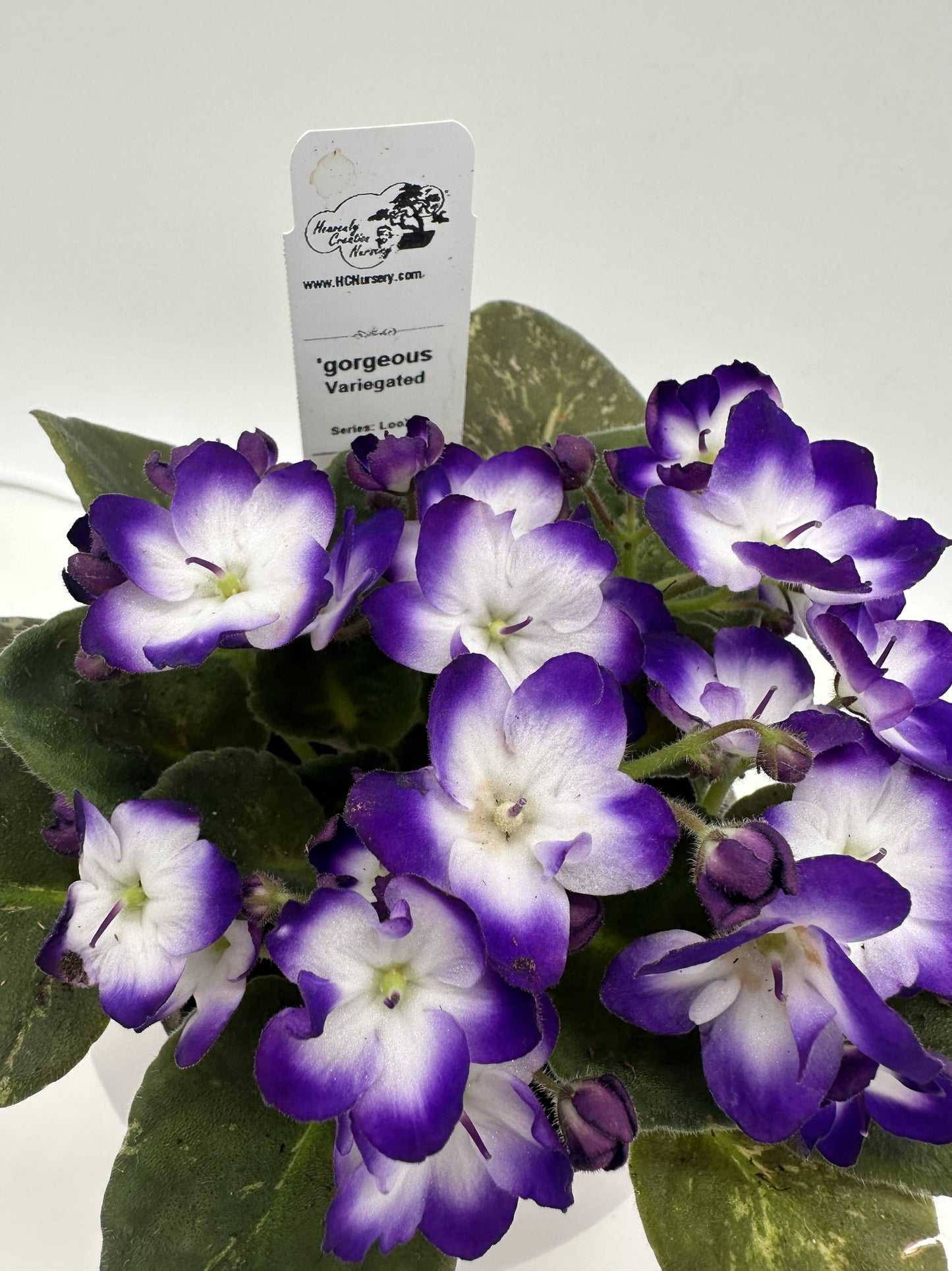 gorgeous - Variegated (Rare) - Live African Violet 4" - Series: LooXo