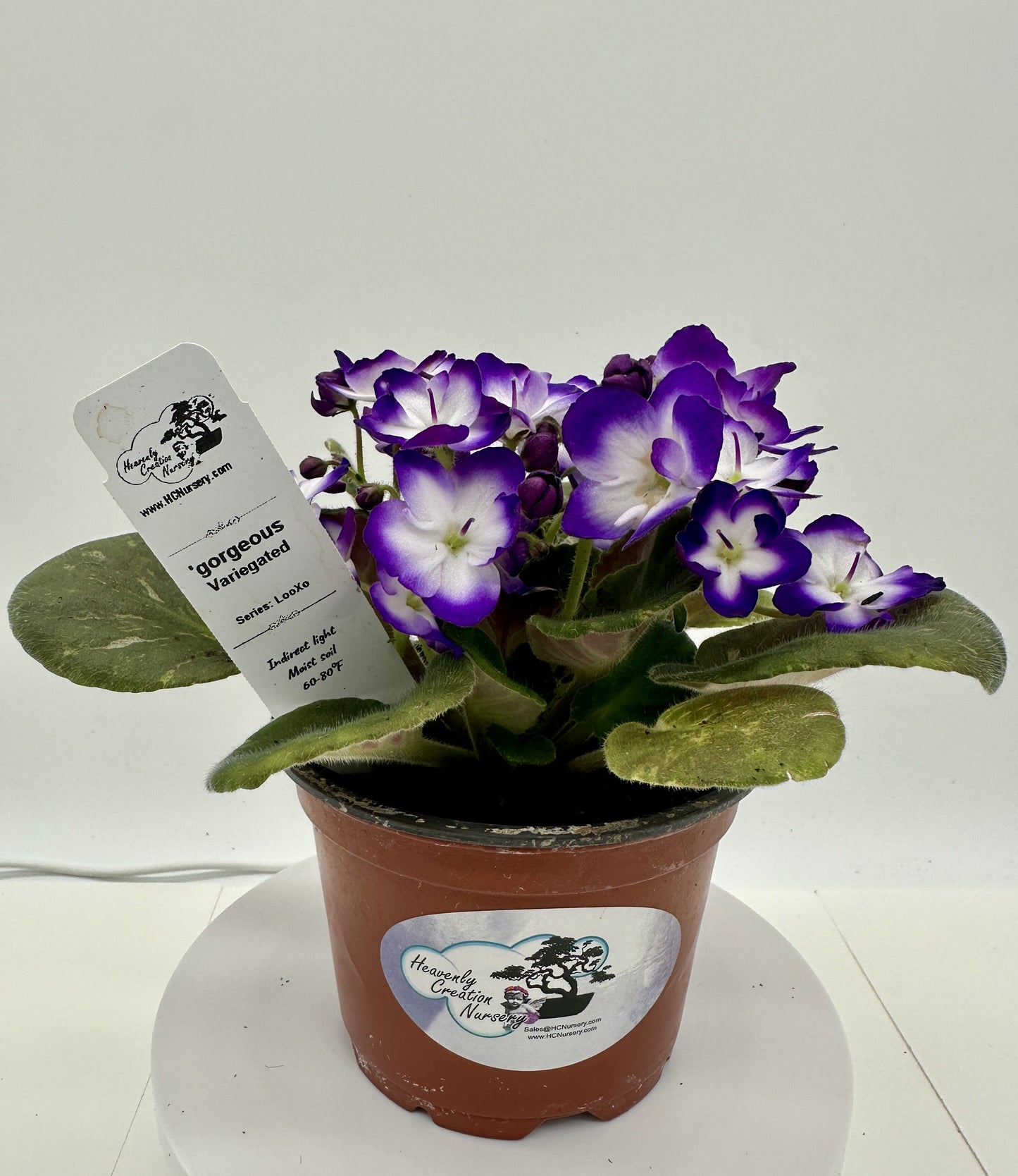 gorgeous - Variegated (Rare) - Live African Violet 4" - Series: LooXo