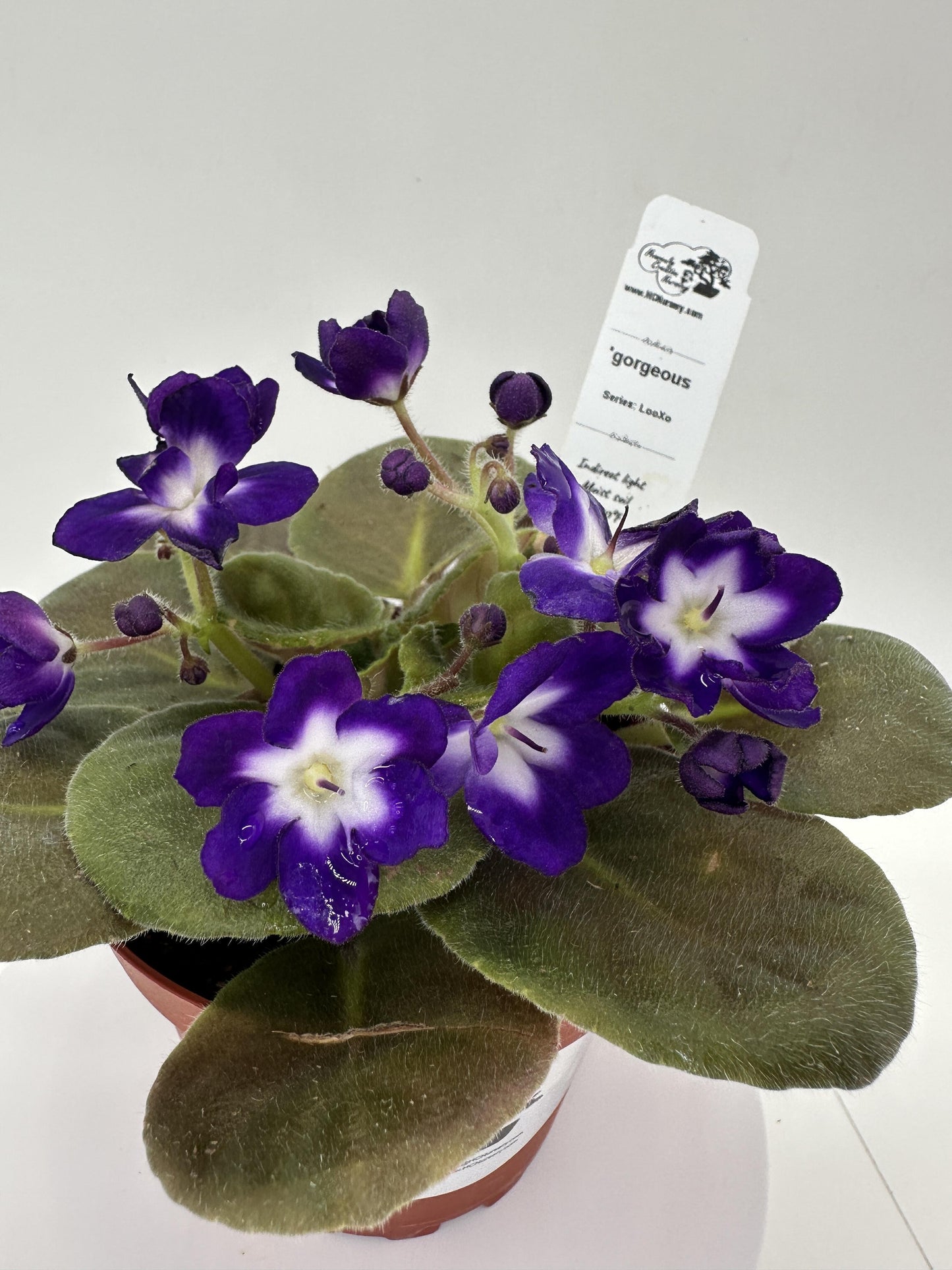 'gorgeous - Live African Violet 4" - Series: LooXo
