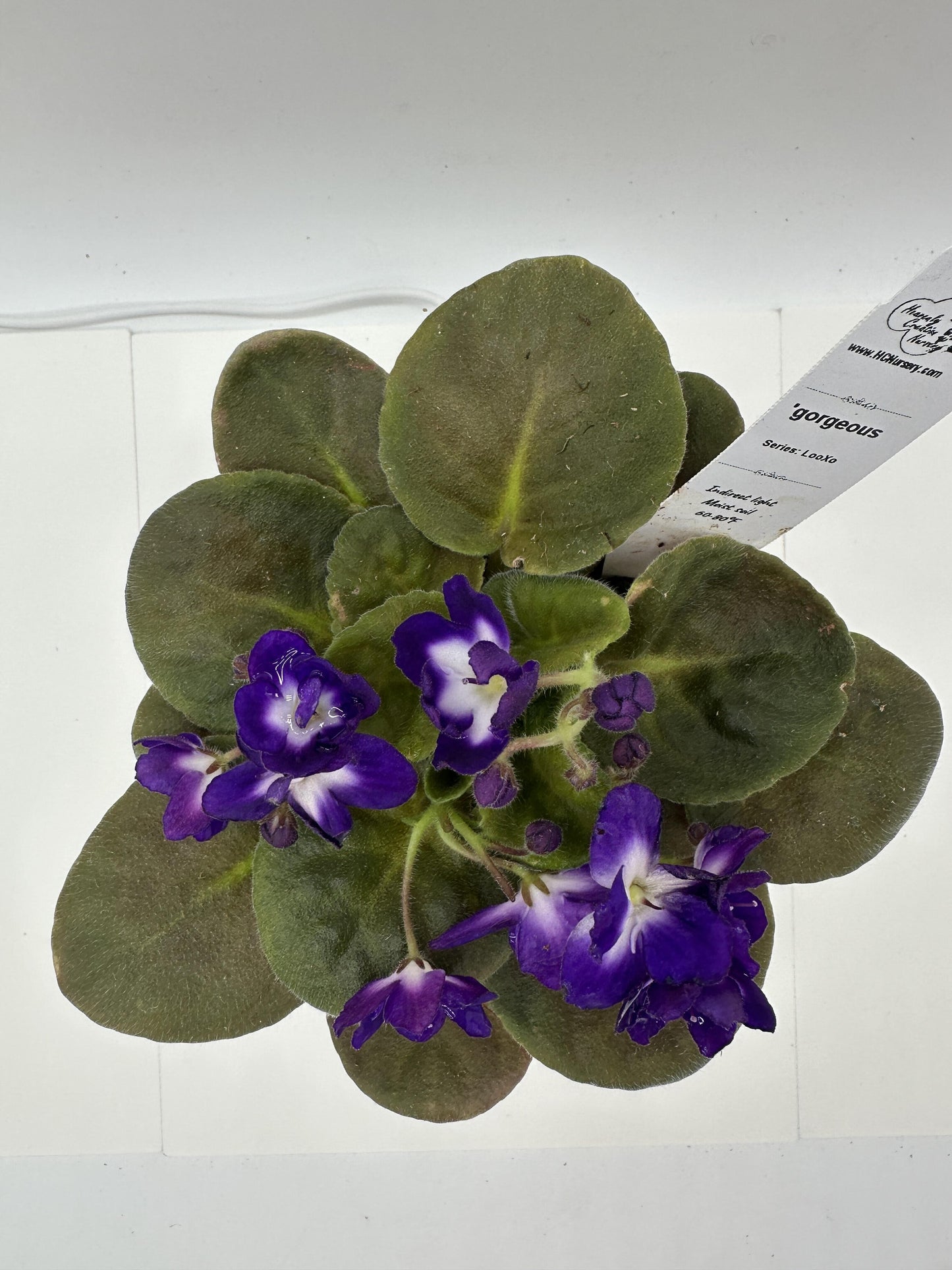 'gorgeous - Live African Violet 4" - Series: LooXo