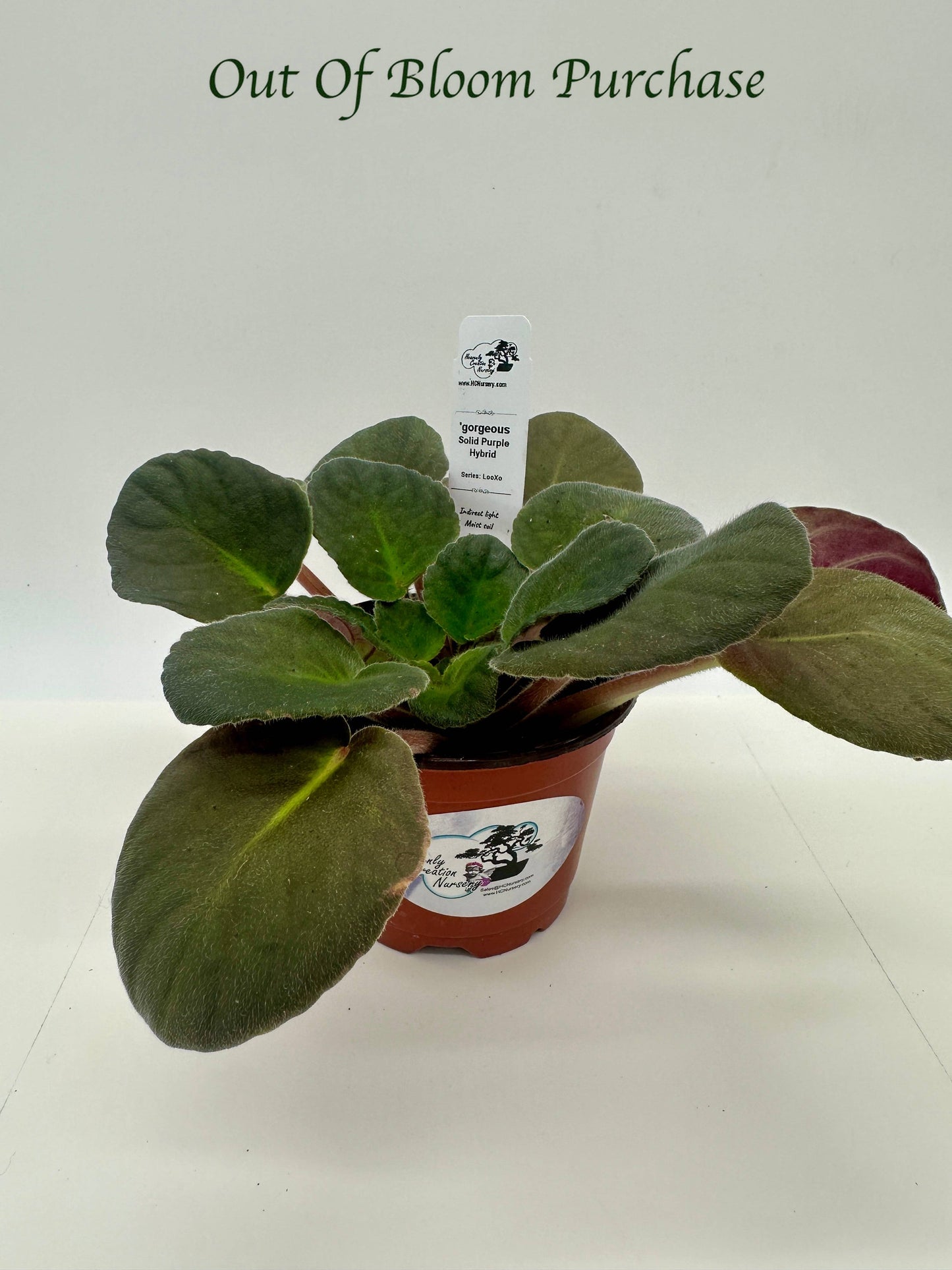 gorgeous - Solid Purple Hybrid - Live African Violet 4" - Series: LooXo