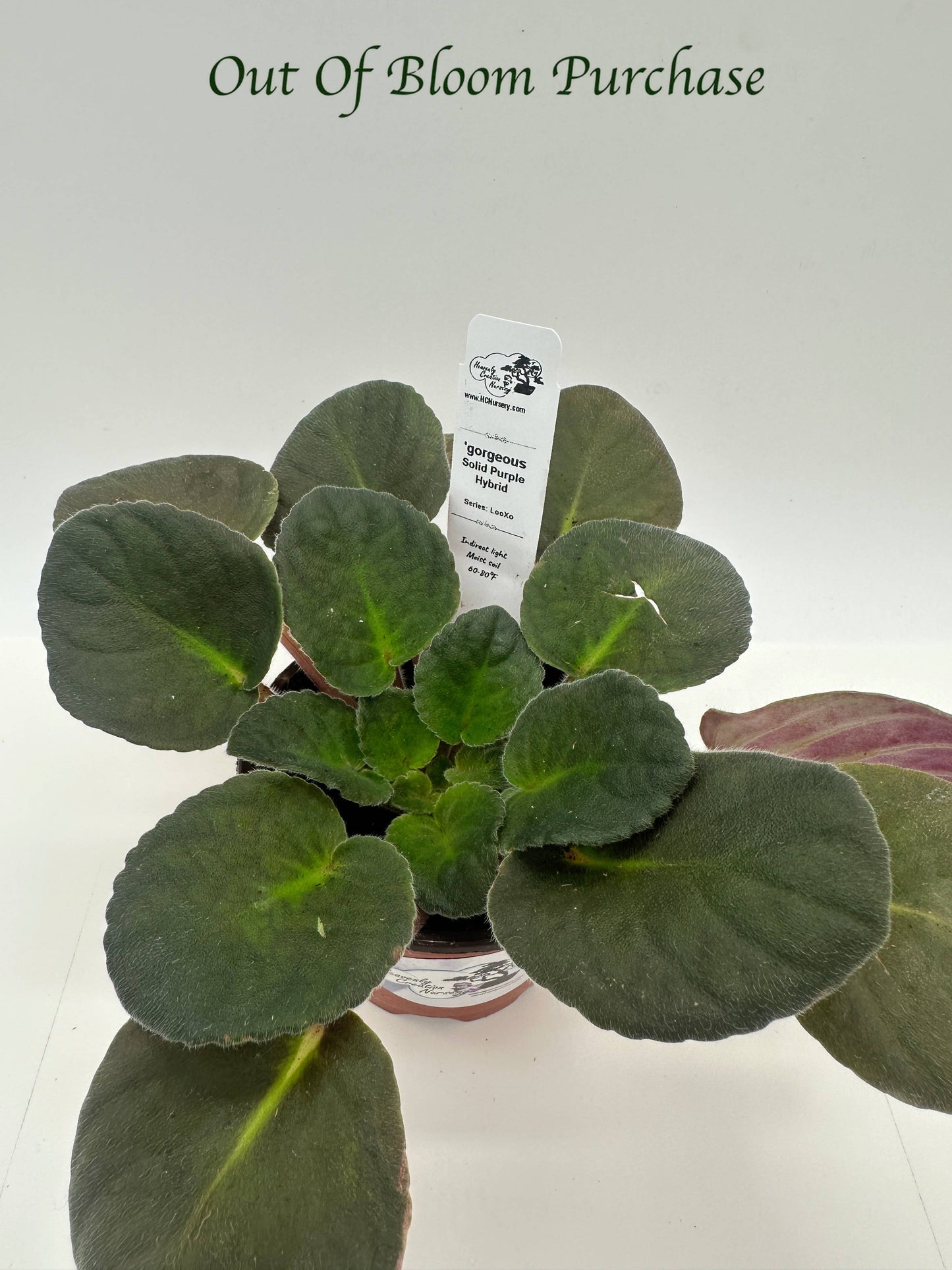 gorgeous - Solid Purple Hybrid - Live African Violet 4" - Series: LooXo