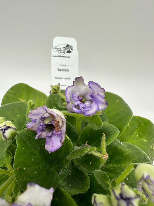 lavish - Live African Violet 4" - Series: LooXo