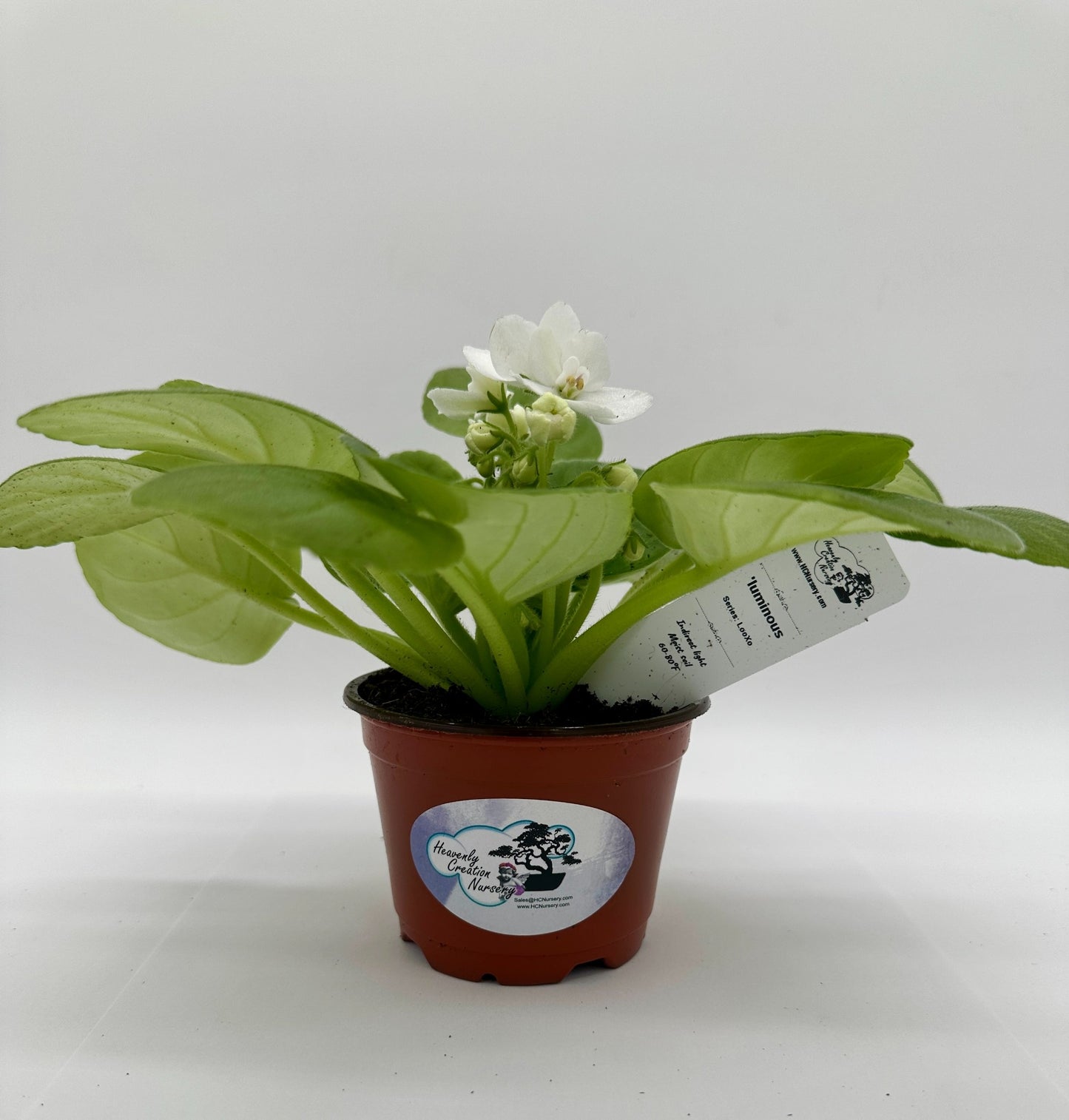 'luminous - Live African Violet 4" - Series: LooXo