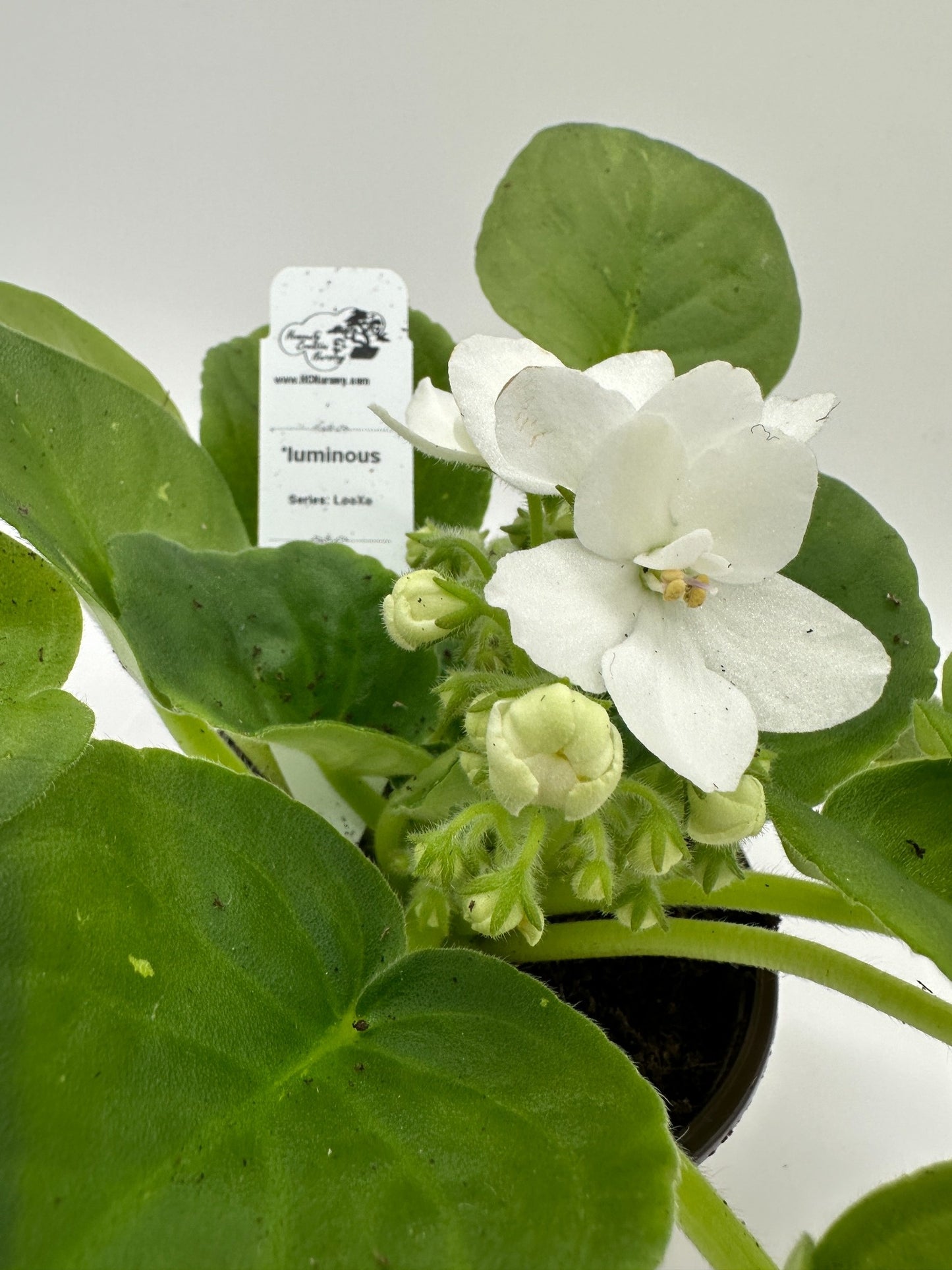 'luminous - Live African Violet 4" - Series: LooXo