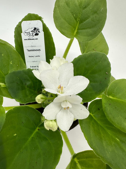 'luminous - Live African Violet 4" - Series: LooXo