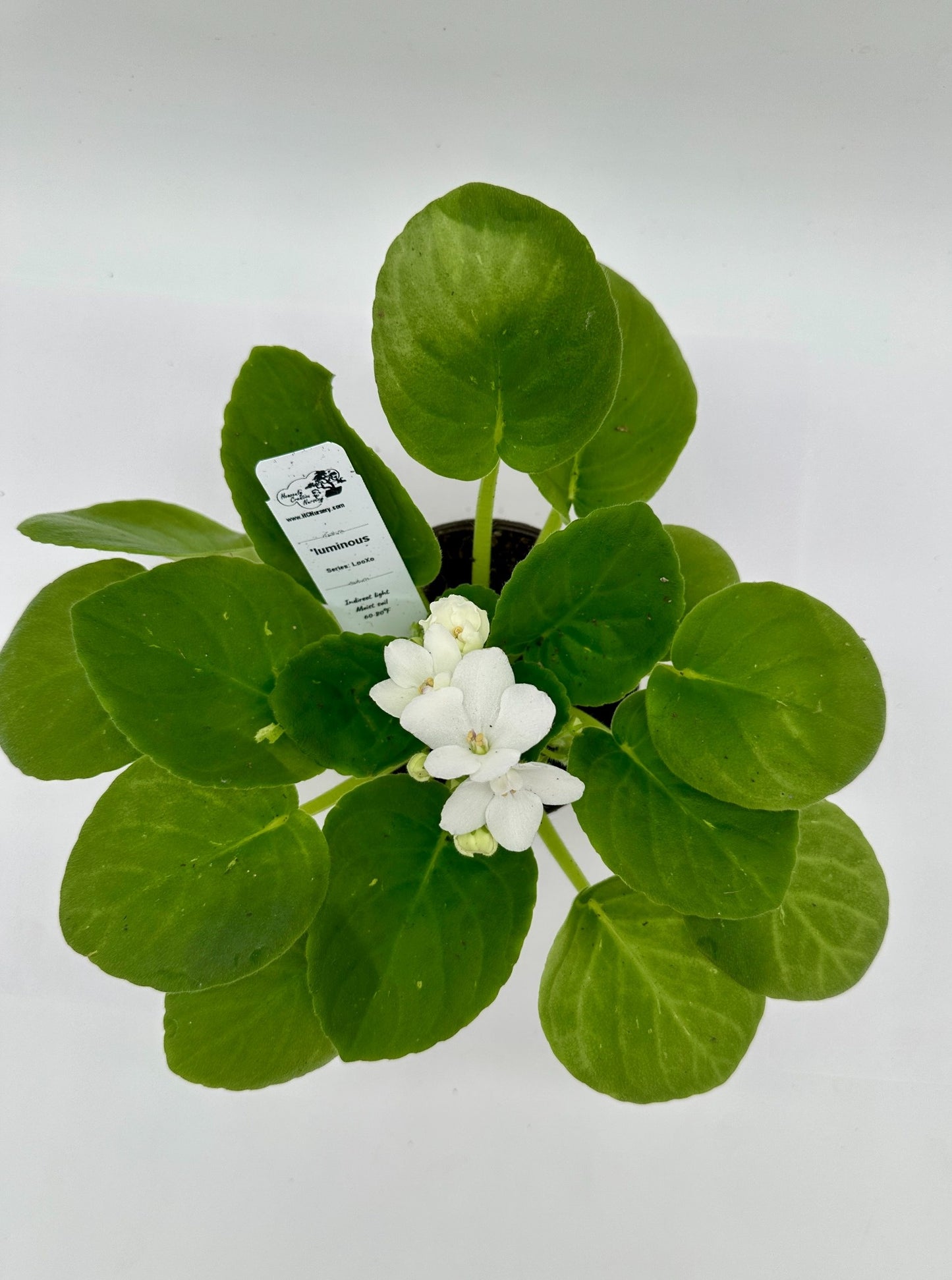 'luminous - Live African Violet 4" - Series: LooXo