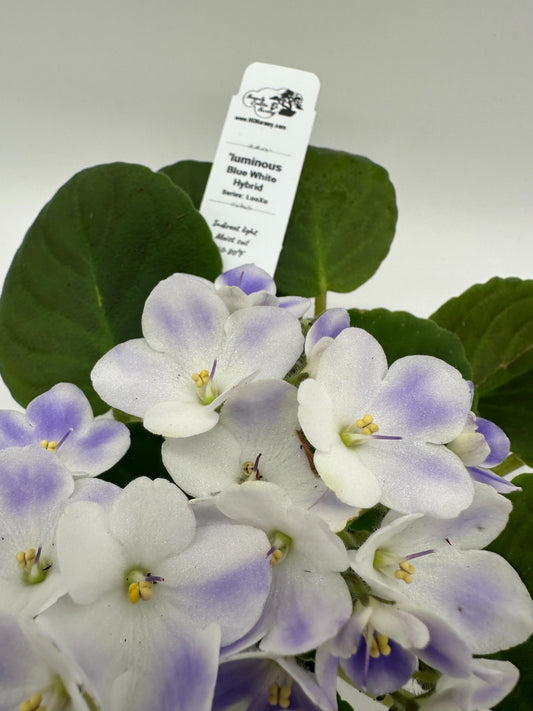 'luminous - Blue White Hybrid - Live African Violet 4" - Series: LooXo