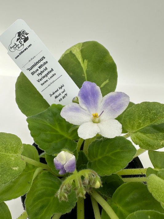'luminous - Blue White Hybrid - Variegated (Rare) - Live African Violet 4" - Series: LooXo