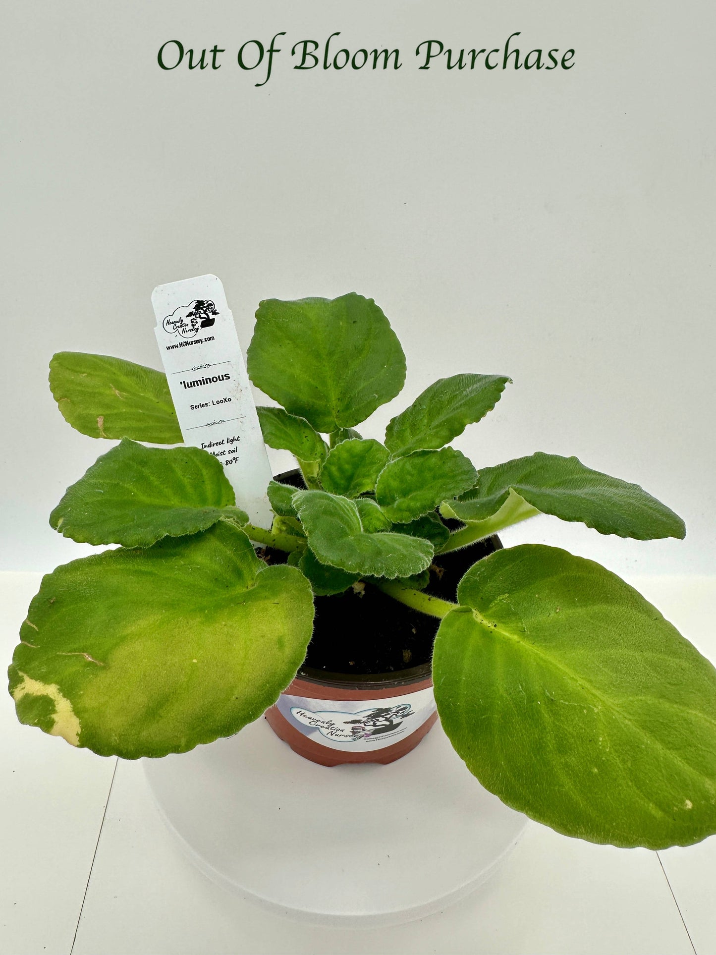 'luminous - Live African Violet 4" - Series: LooXo