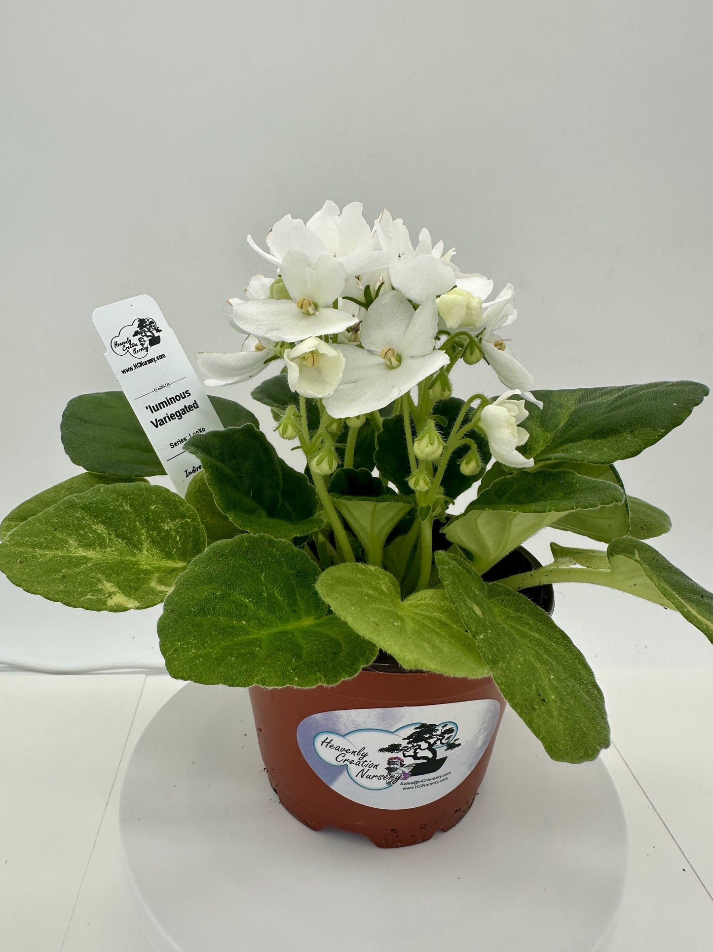 'luminous - Variegated (Rare) - Live African Violet 4" - Series: LooXo