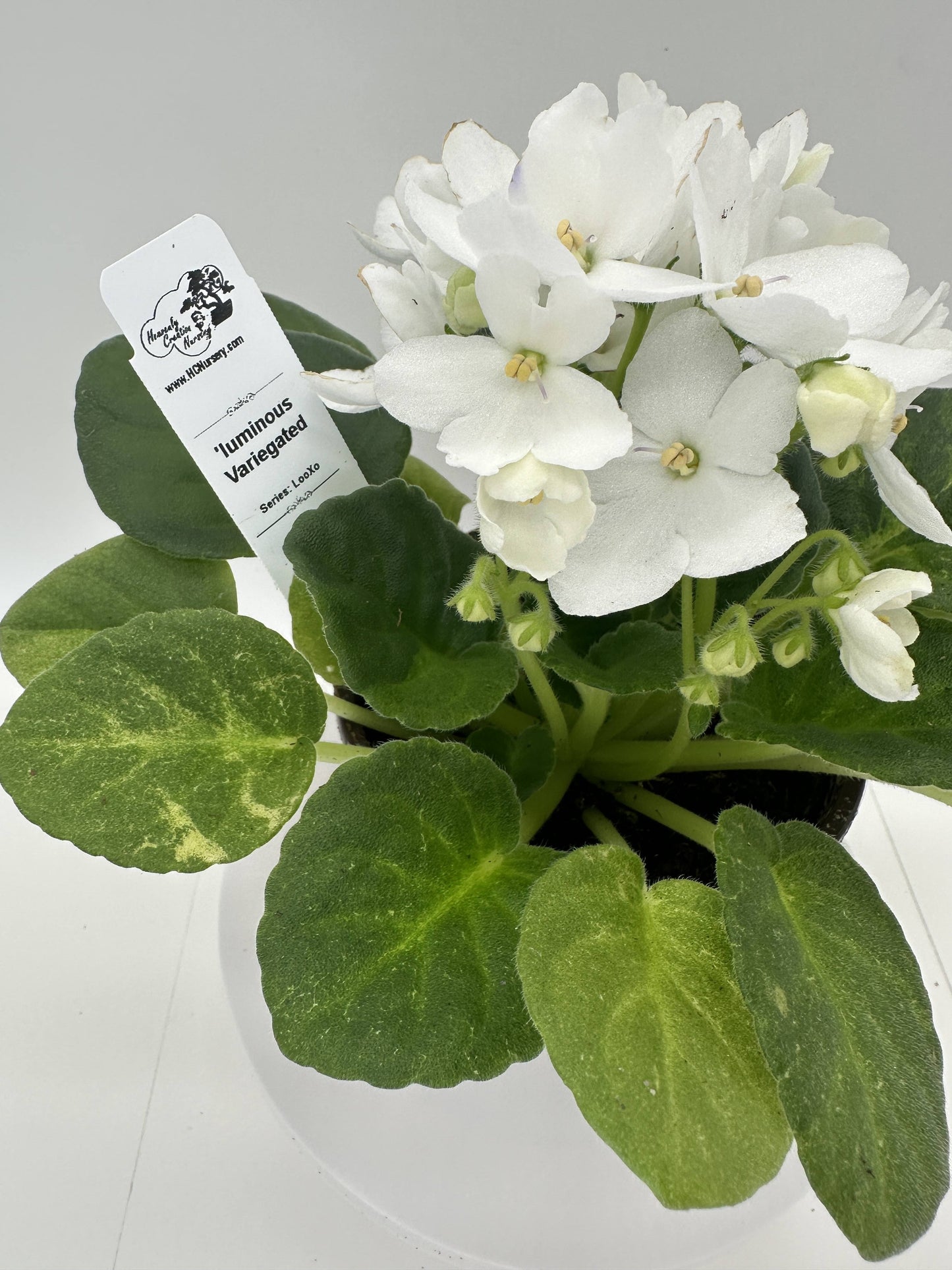 'luminous - Variegated (Rare) - Live African Violet 4" - Series: LooXo