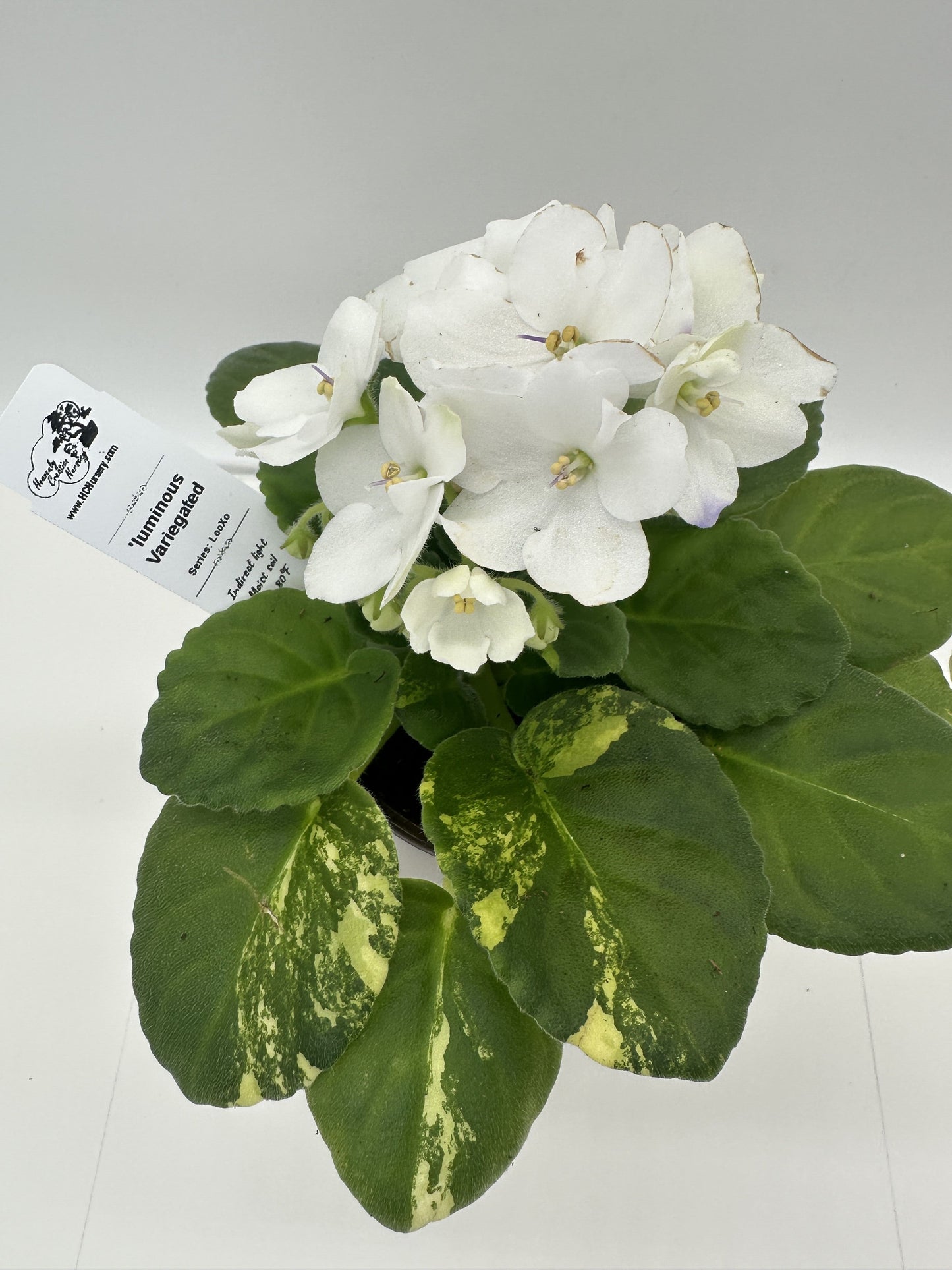 'luminous - Variegated (Rare) - Live African Violet 4" - Series: LooXo