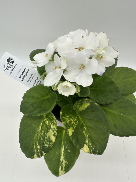 'luminous - Variegated (Rare) - Live African Violet 4" - Series: LooXo