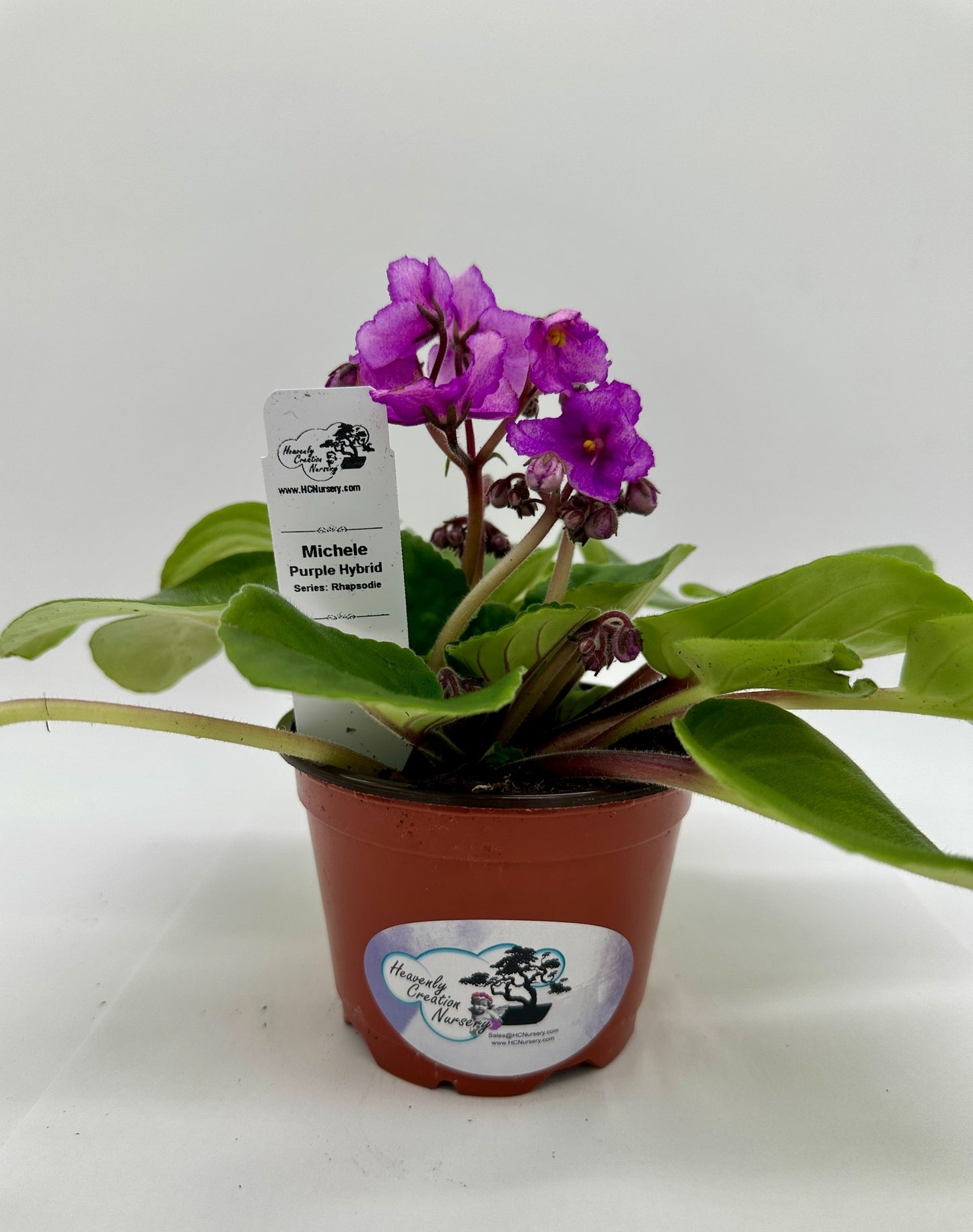 Michele - Purple Hybrid - Live African Violet 4" - Series: Rhapsodie