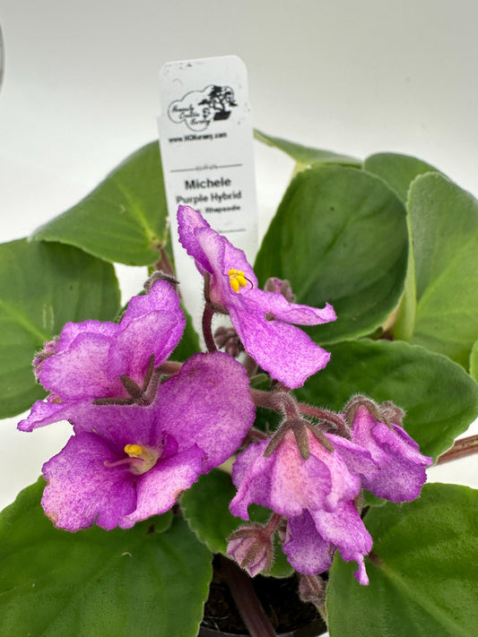 Michele - Purple Hybrid - Live African Violet 4" - Series: Rhapsodie