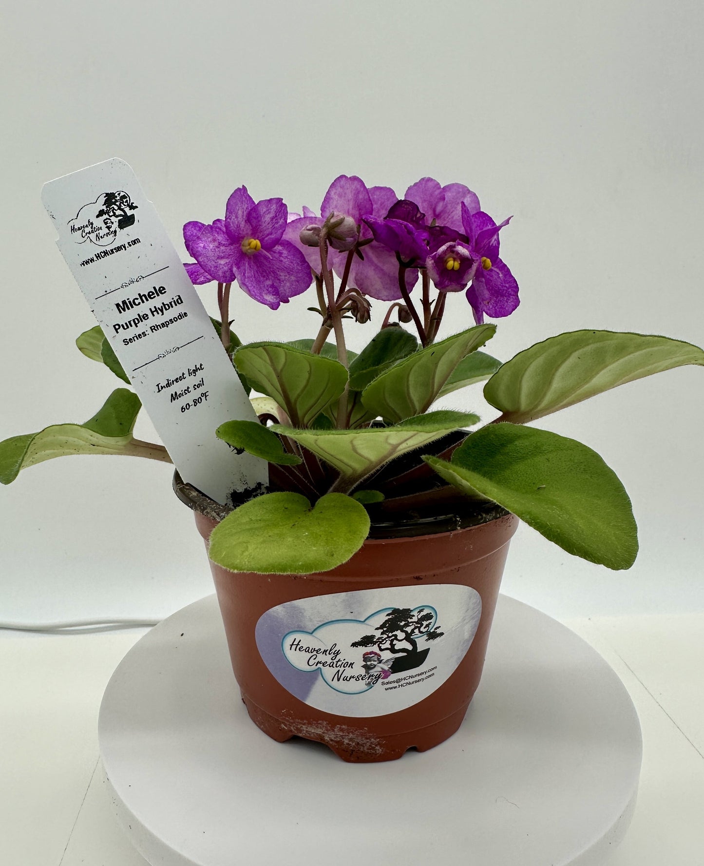 Michele - Purple Hybrid - Live African Violet 4" - Series: Rhapsodie