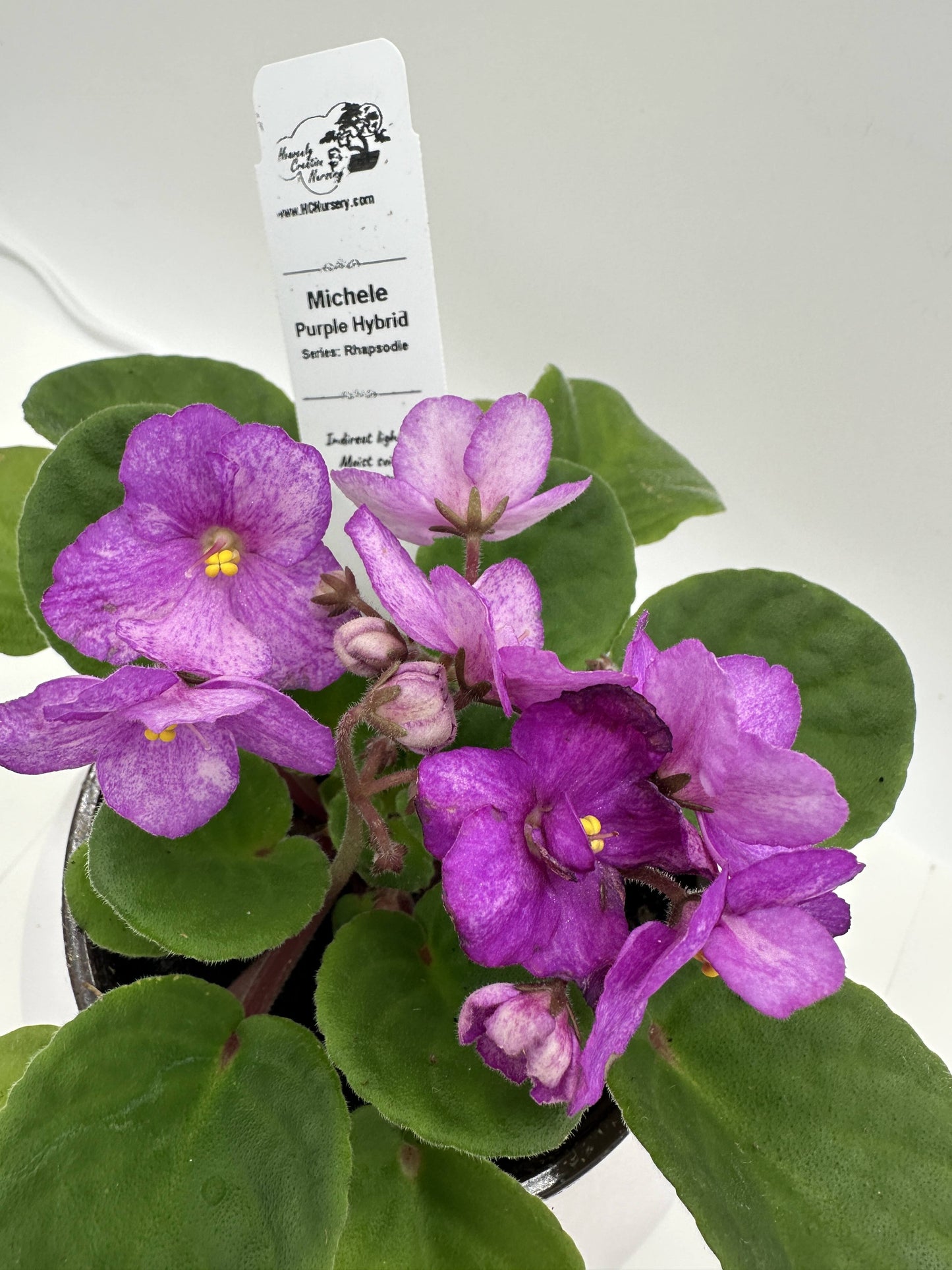 Michele - Purple Hybrid - Live African Violet 4" - Series: Rhapsodie