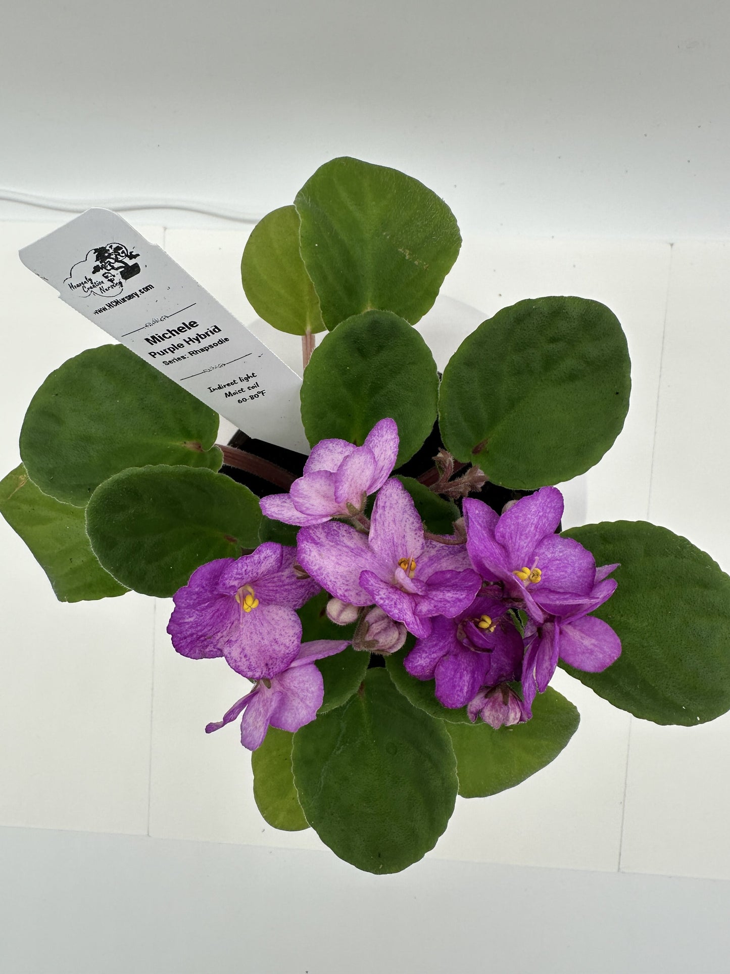 Michele - Purple Hybrid - Live African Violet 4" - Series: Rhapsodie