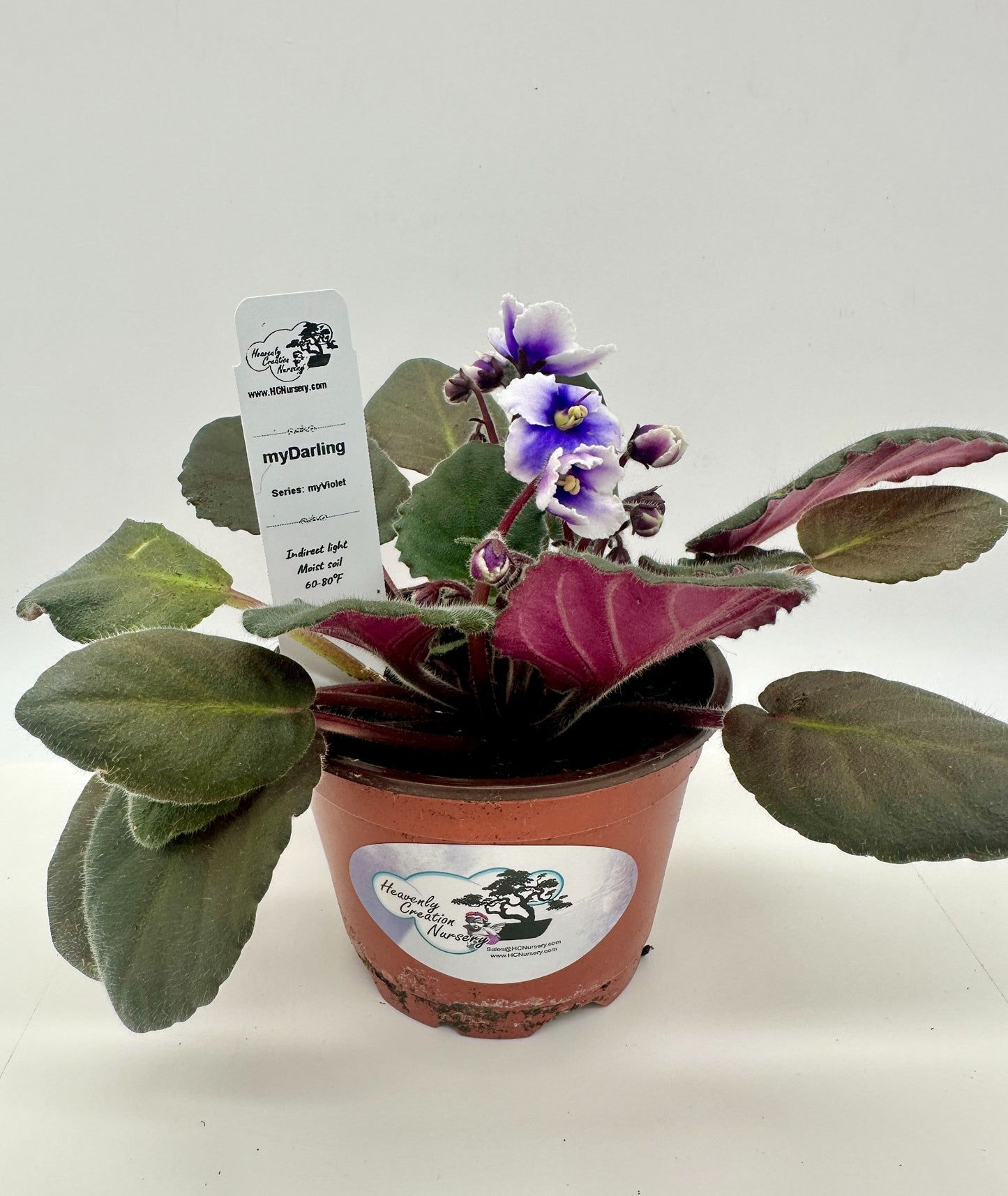 myDarling - Live African Violet 4" - Series: myViolet