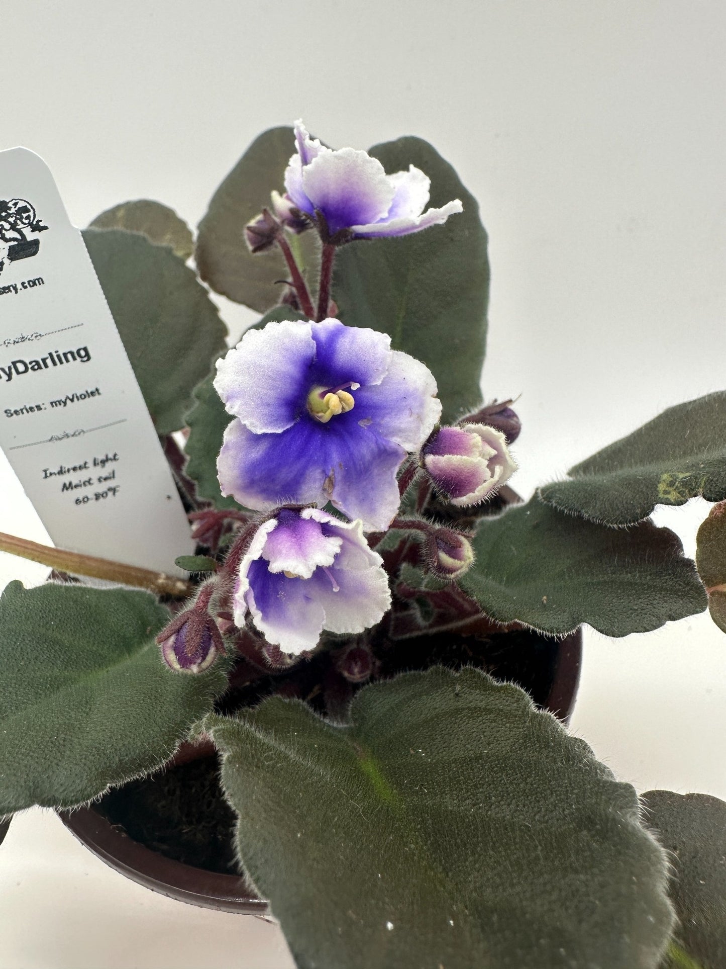 myDarling - Live African Violet 4" - Series: myViolet