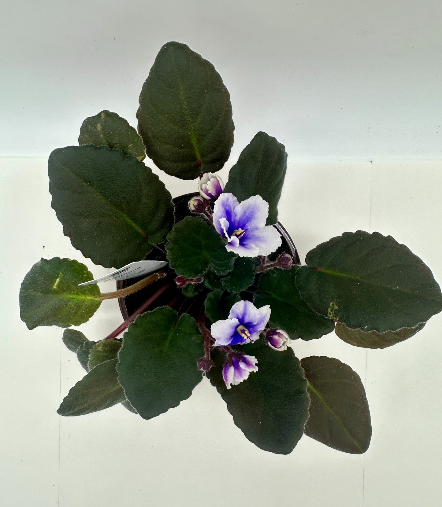 myDarling - Live African Violet 4" - Series: myViolet