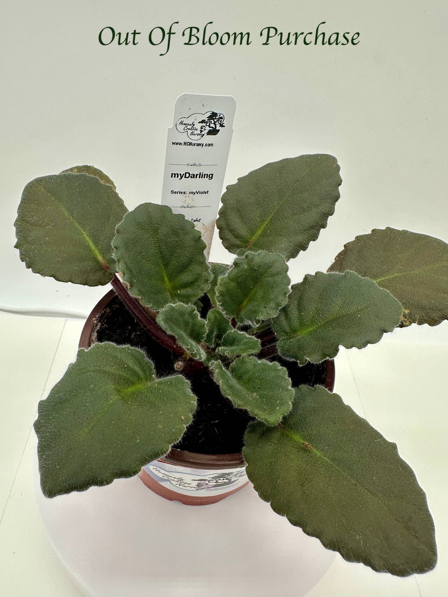 myDarling - Live African Violet 4" - Series: myViolet