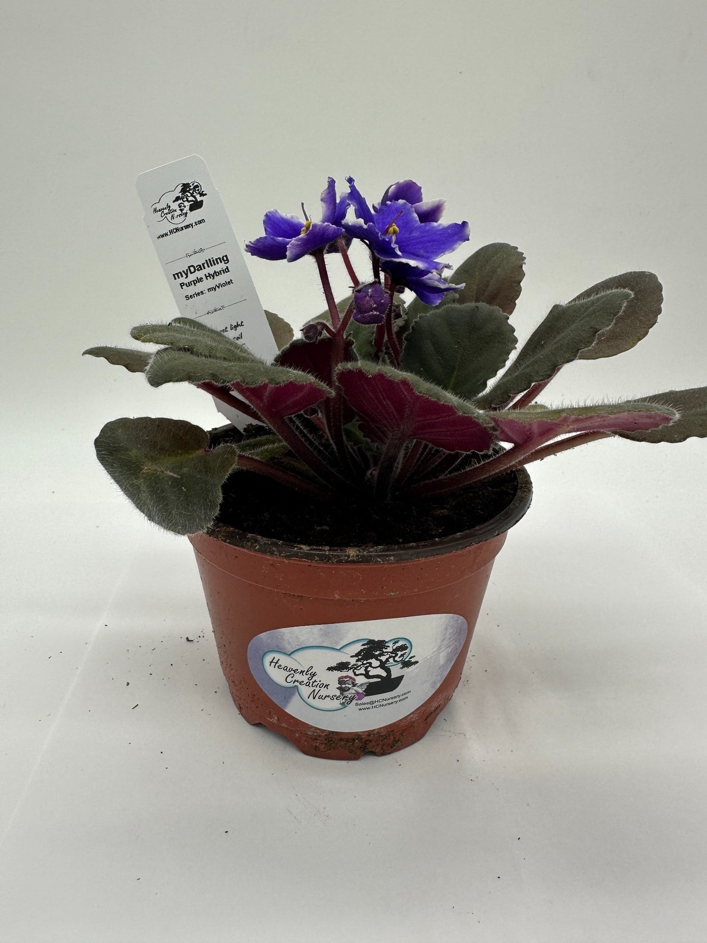 myDarling - Live African Violet 4" - Series: myViolet
