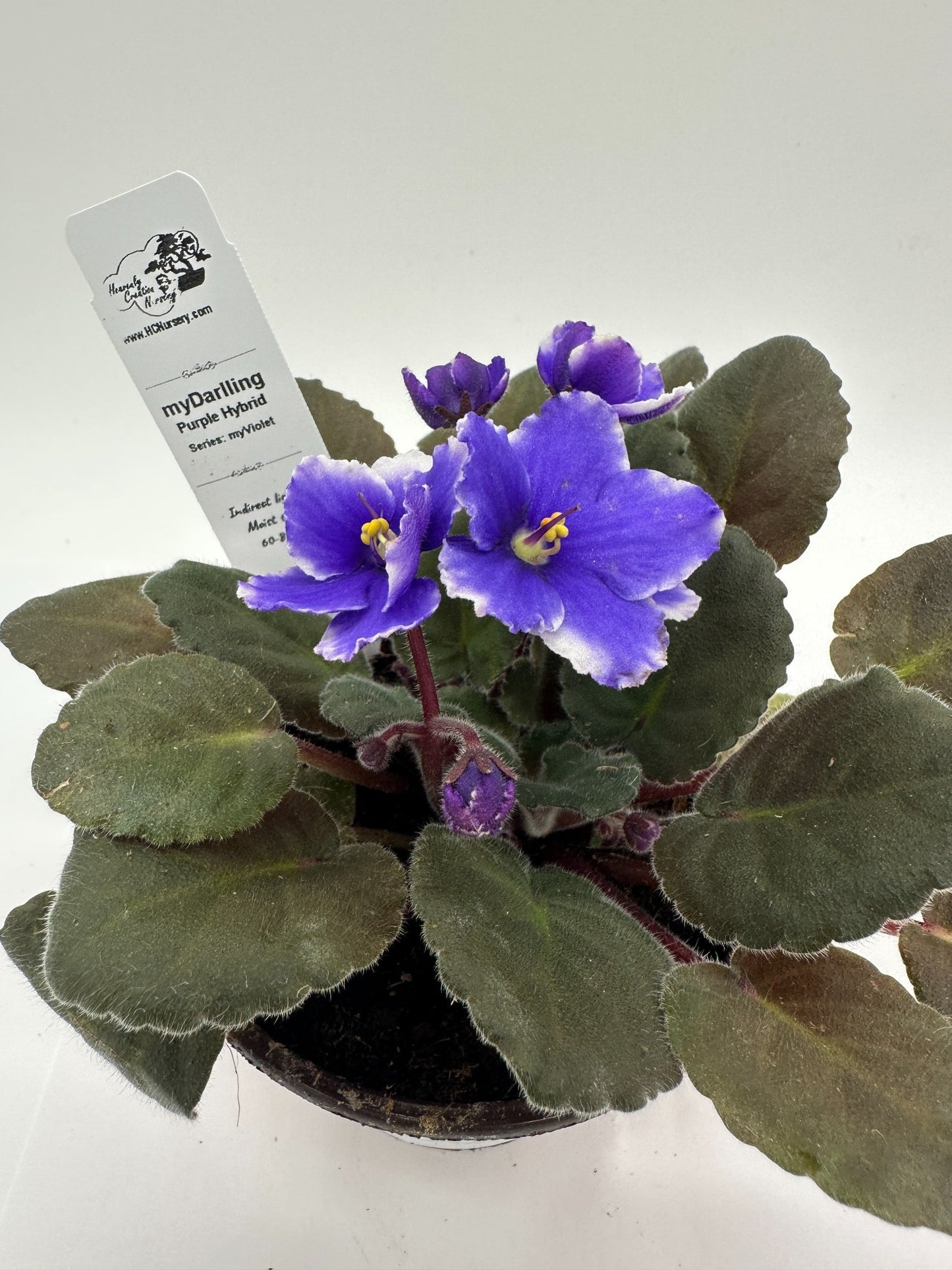 myDarling - Live African Violet 4" - Series: myViolet
