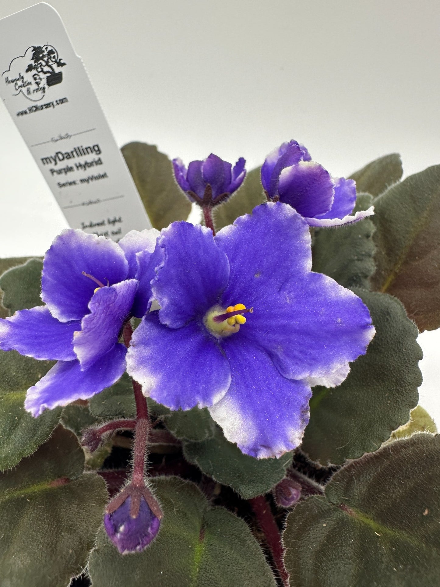 myDarling - Live African Violet 4" - Series: myViolet