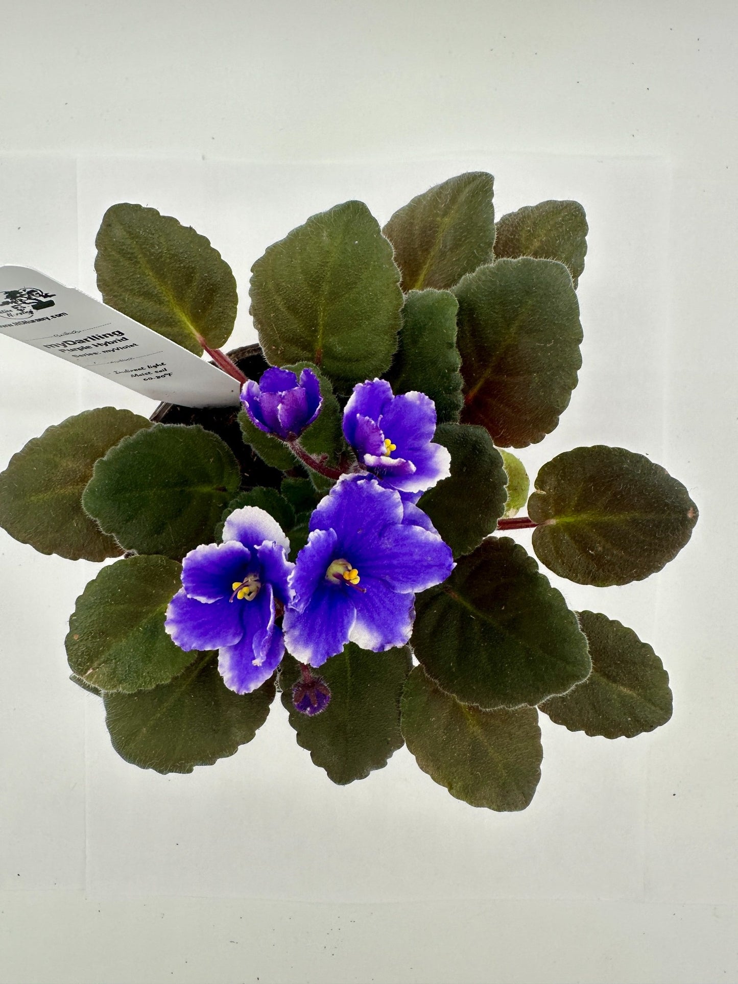 myDarling - Live African Violet 4" - Series: myViolet