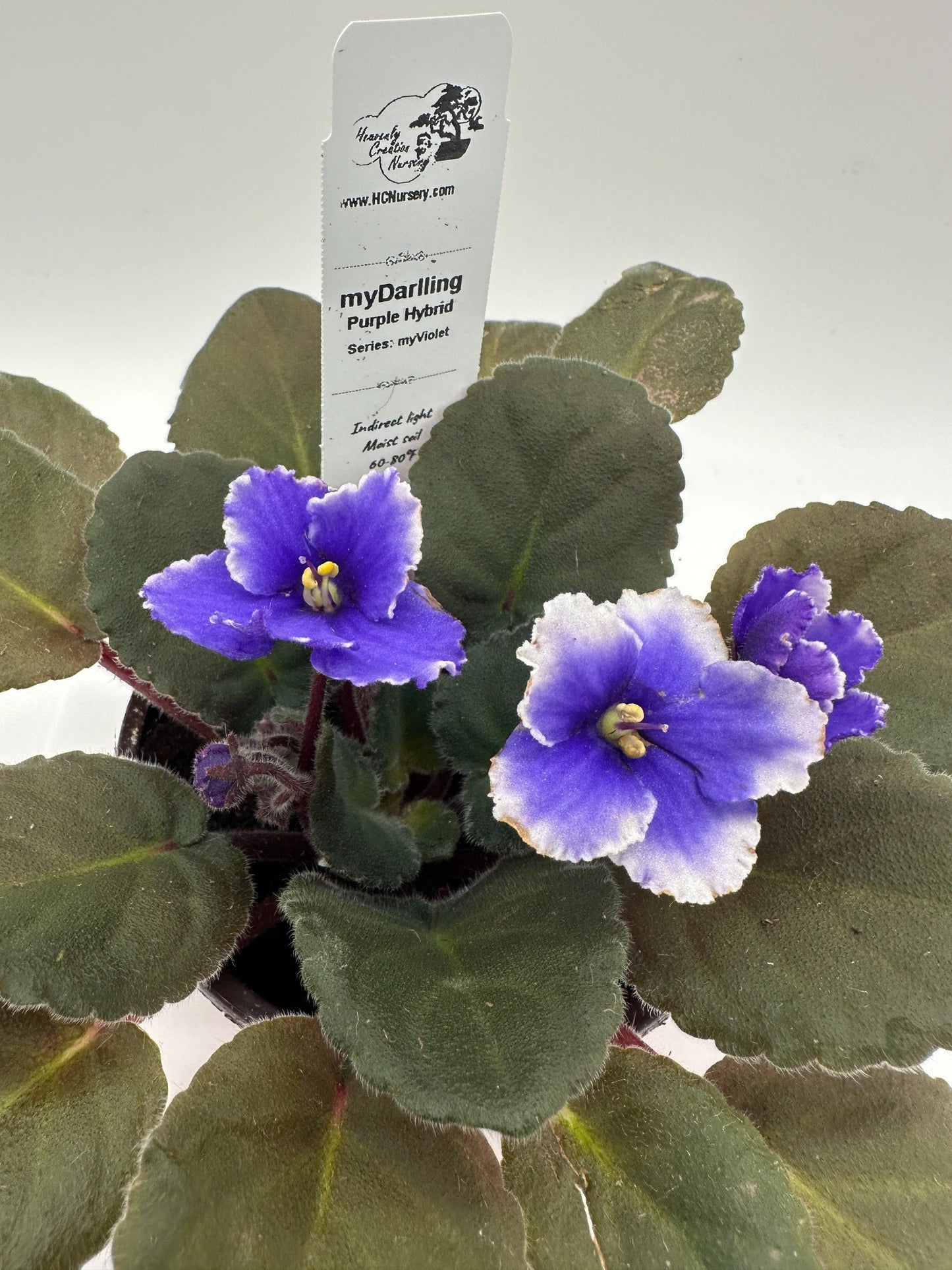myDarling - Live African Violet 4" - Series: myViolet