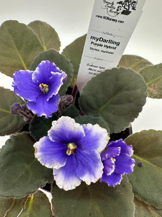 myDarling - Live African Violet 4" - Series: myViolet