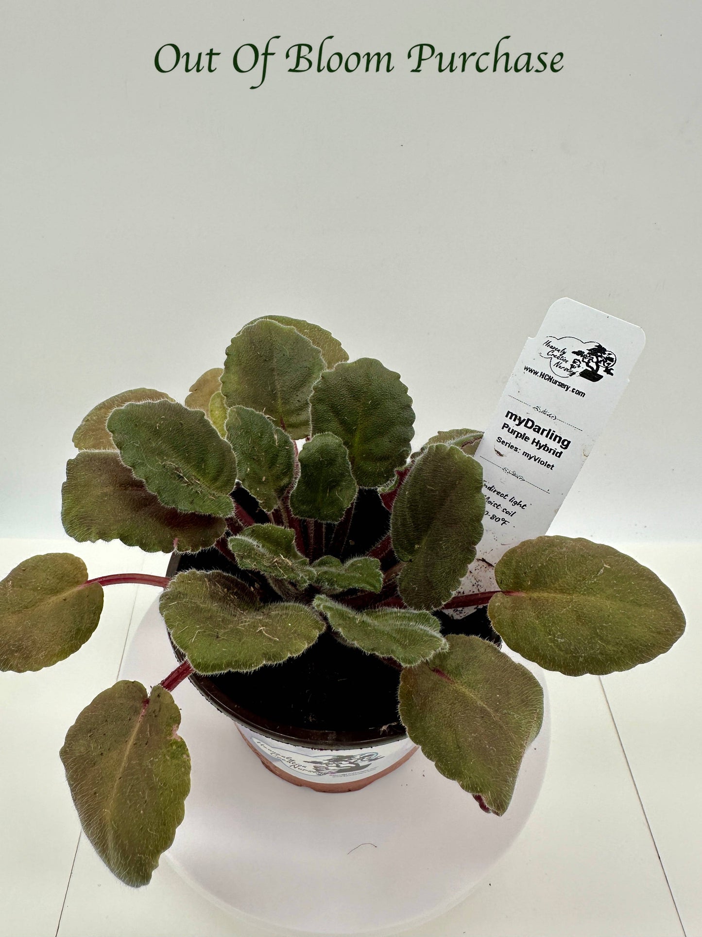 myDarling - Purple Hybrid - Live African Violet 4" - Series: myViolet