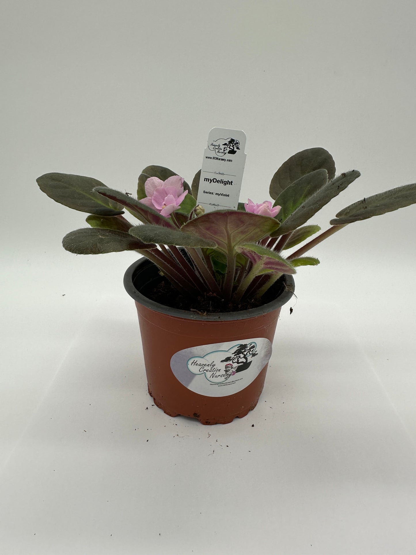 myDelight - Live African Violet 4" - Series: myViolet