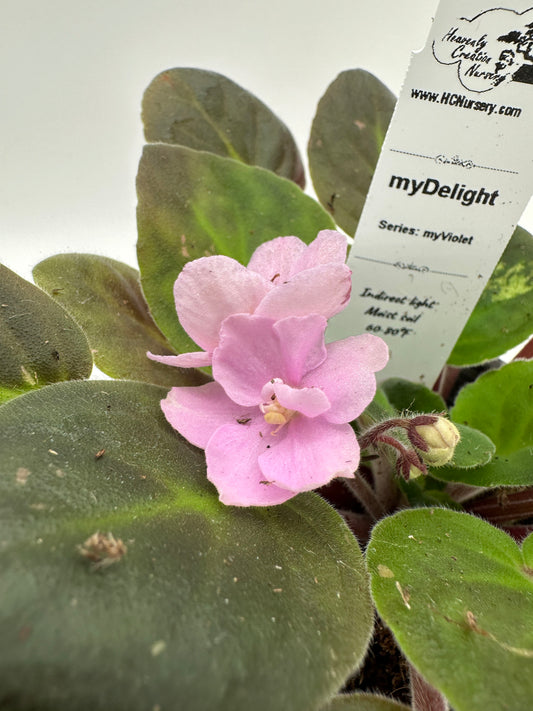 myDelight - Live African Violet 4" - Series: myViolet