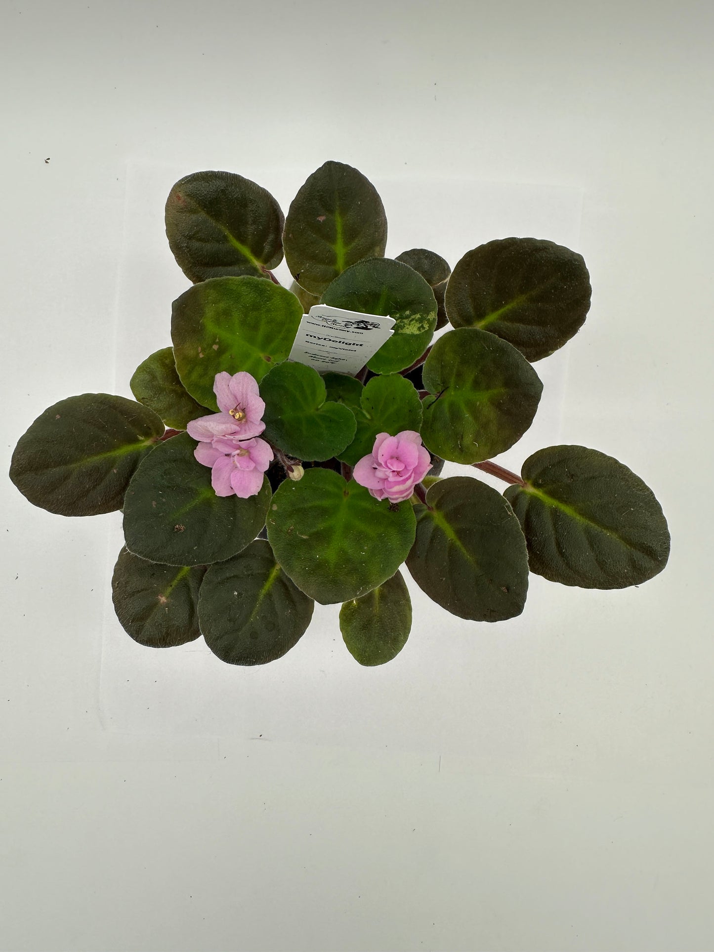 myDelight - Live African Violet 4" - Series: myViolet