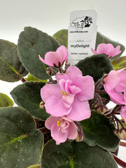 myDelight - Live African Violet 4" - Series: myViolet